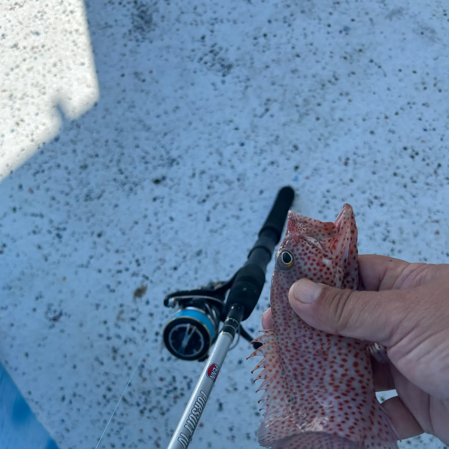 The most recent Graysby grouper catches on Fishbrain
