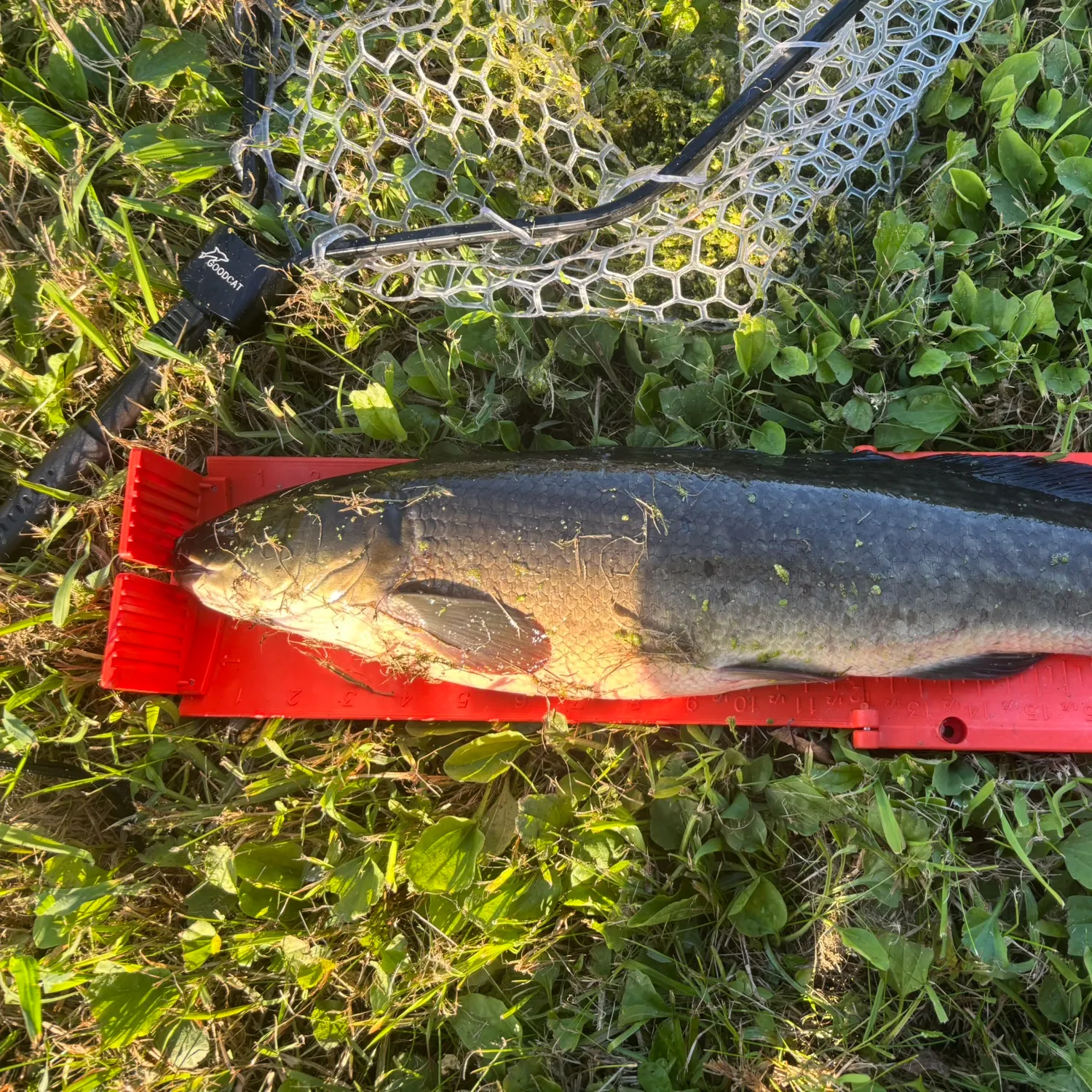 Eyetail bowfin caught on Fishbrain