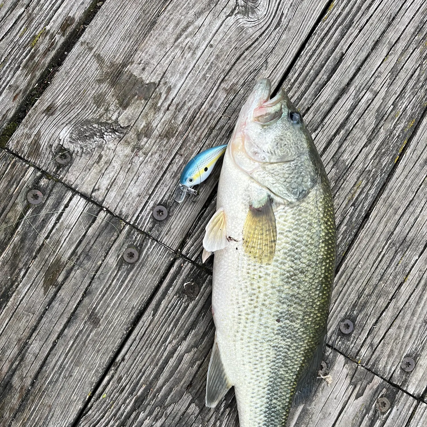 Largemouth bass caught on Fishbrain