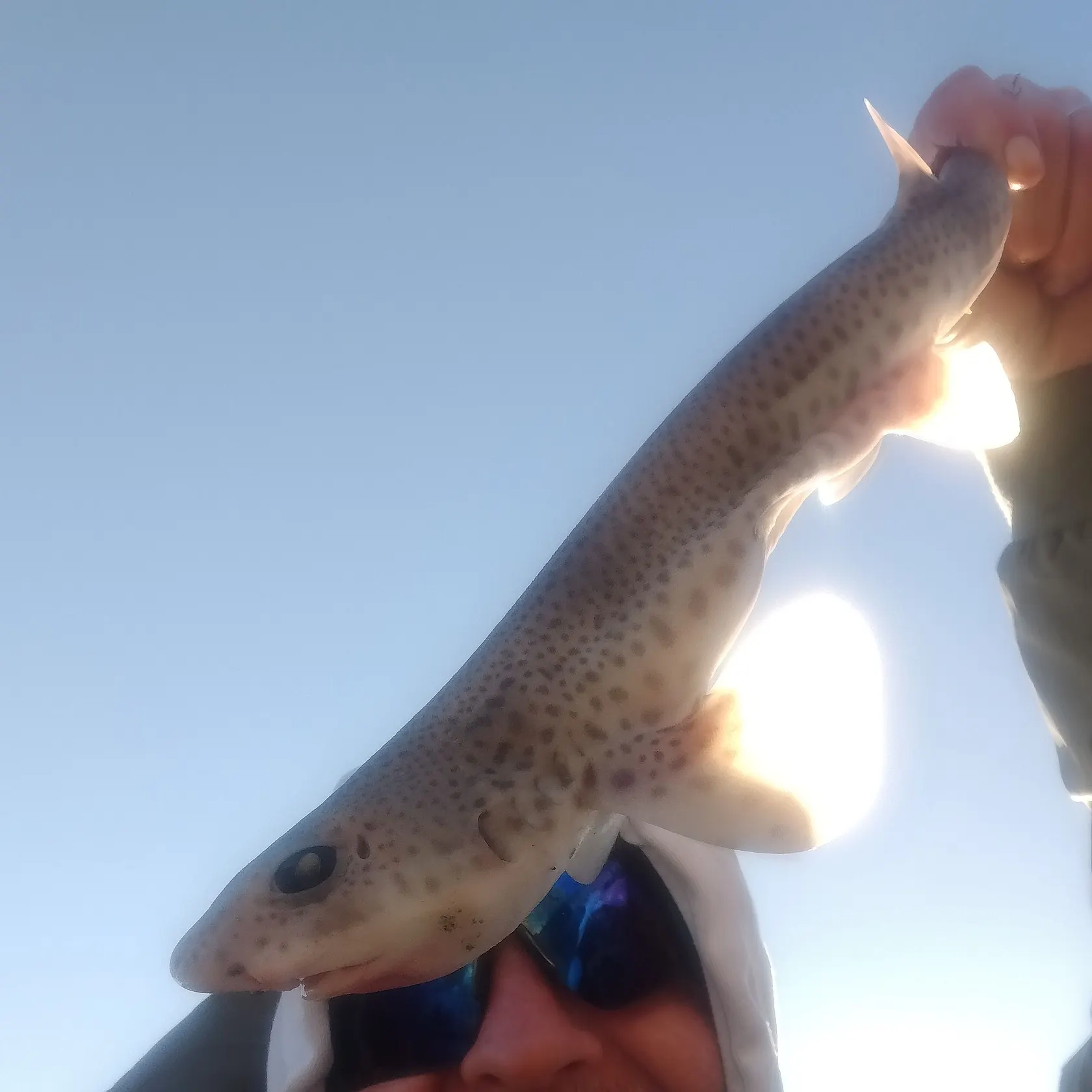The most recent Lesser spotted dogfish catches on Fishbrain