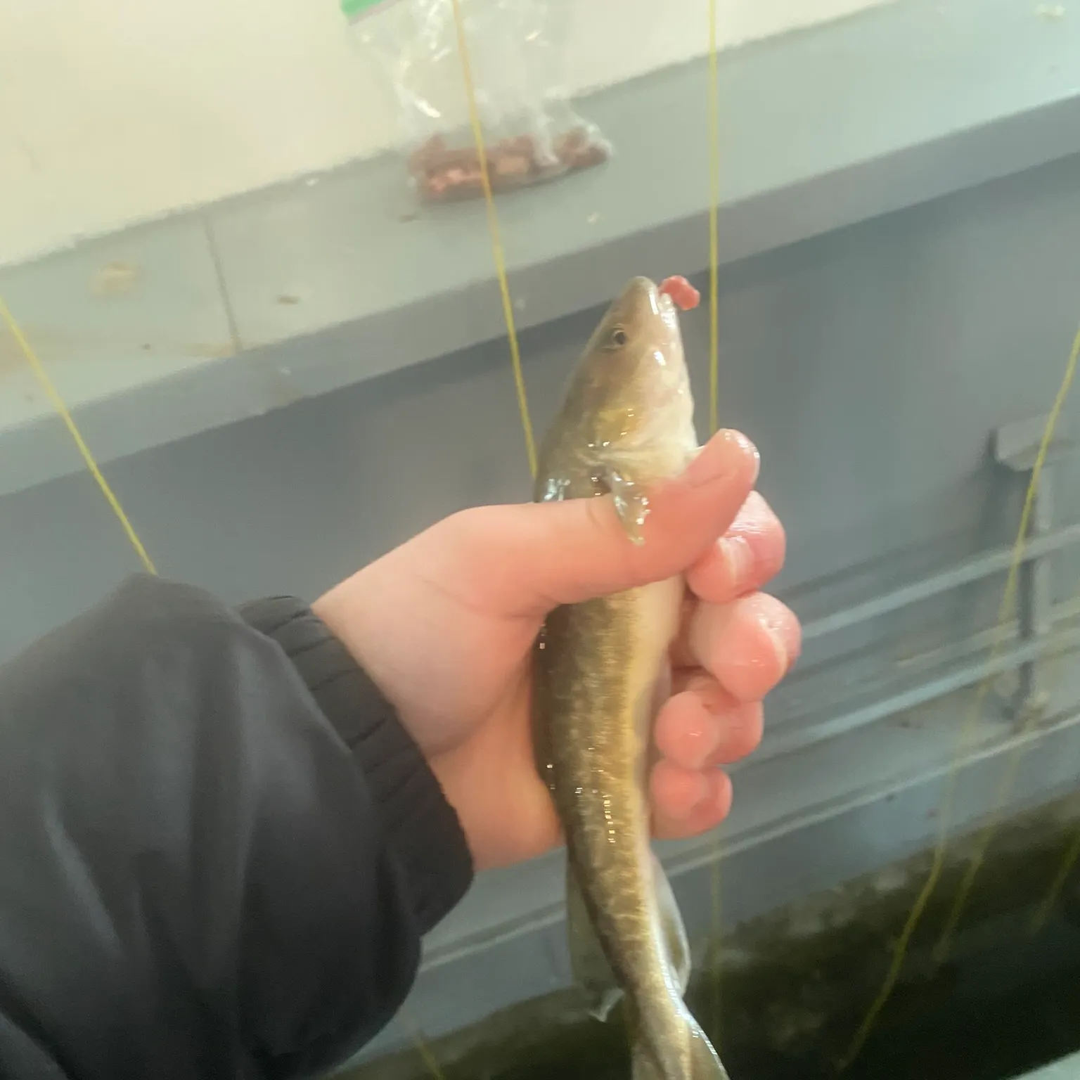 The most recent Atlantic cod catches on Fishbrain