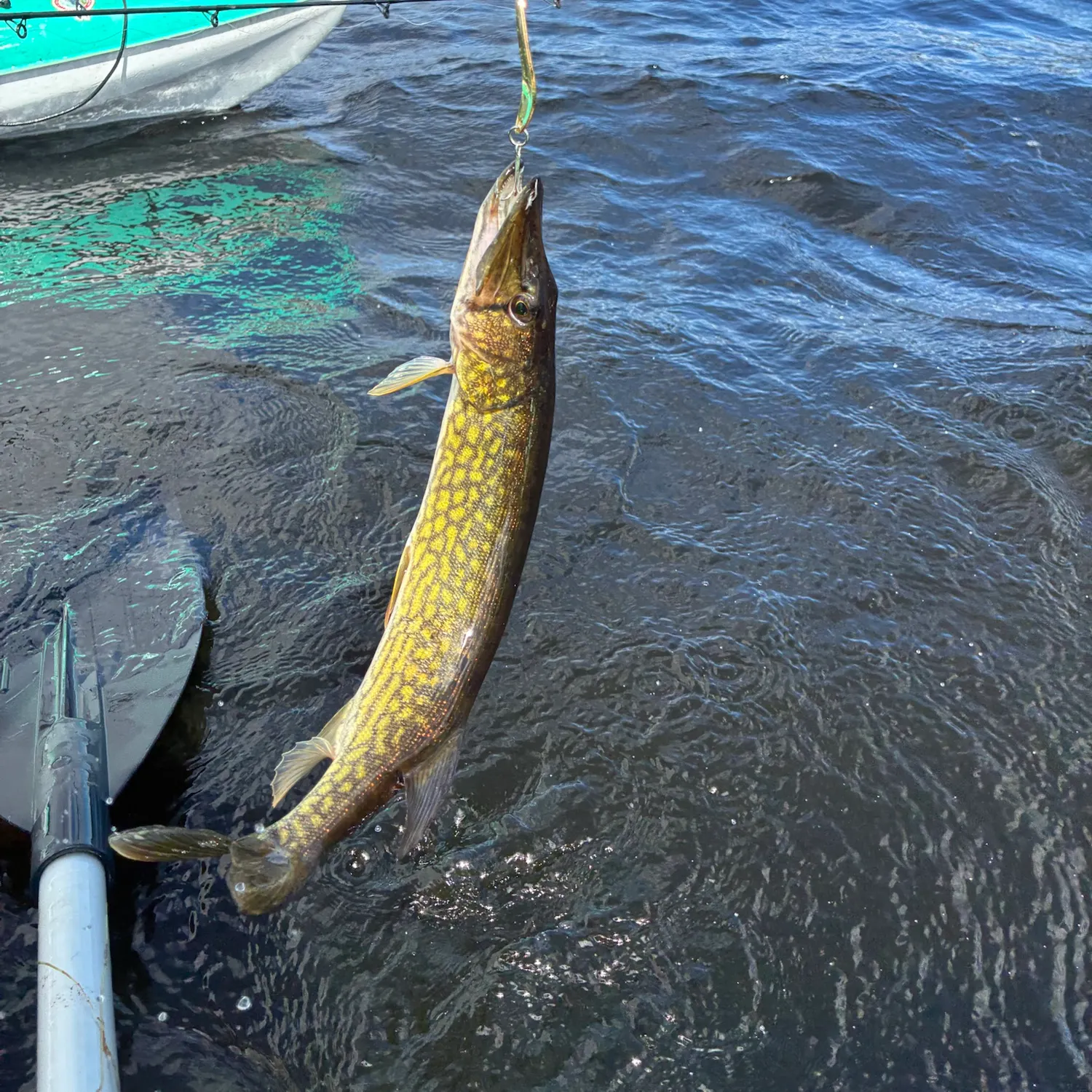 Chain pickerel caught on Fishbrain