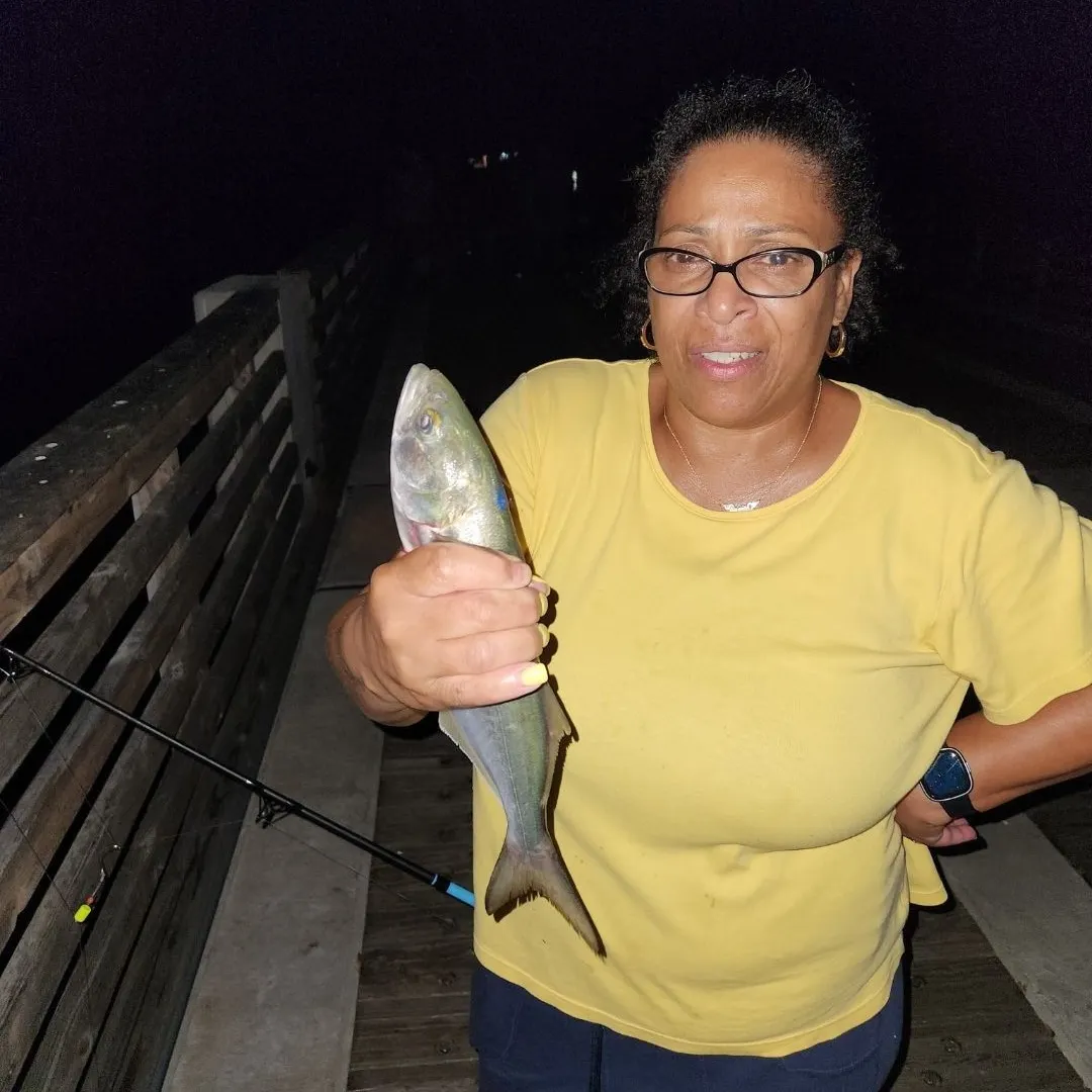 Bluefish caught on Fishbrain