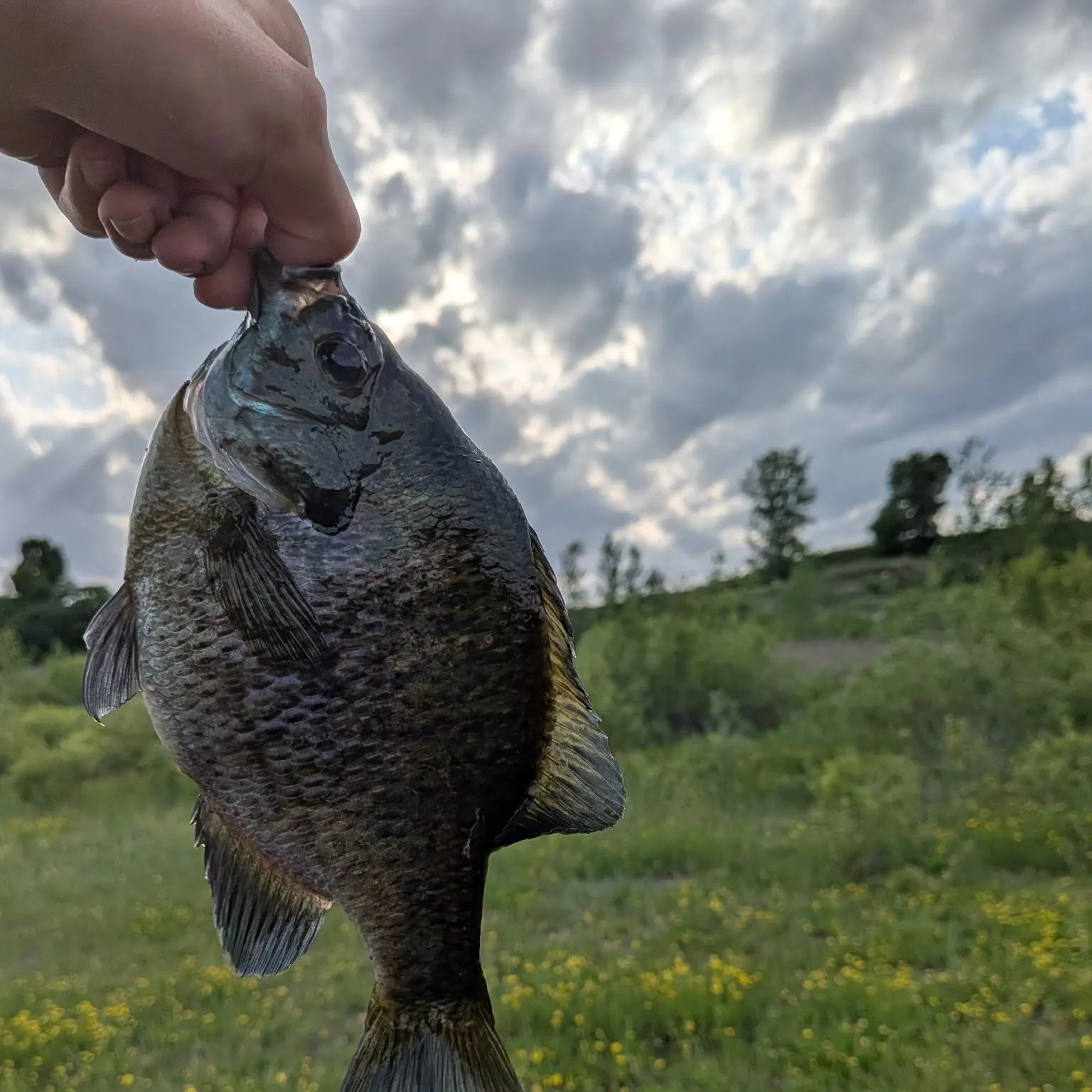 angler catch