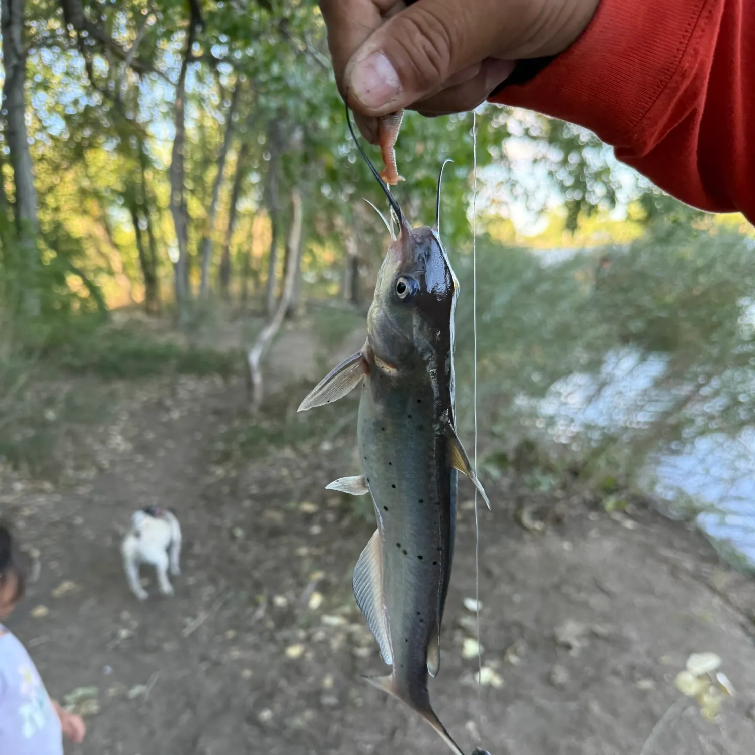 Channel catfish caught on Fishbrain