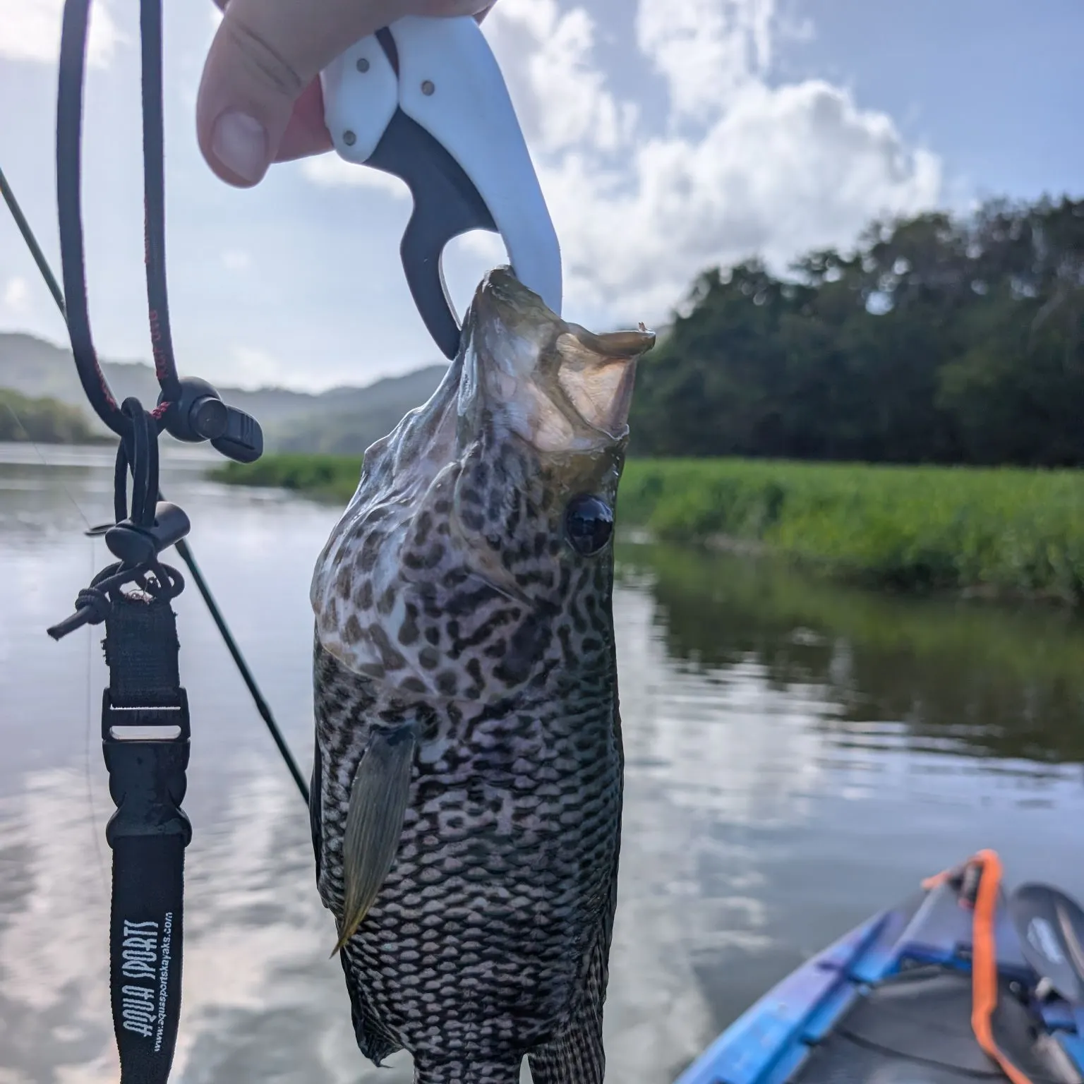 The most recent Jaguar cichlid catches on Fishbrain