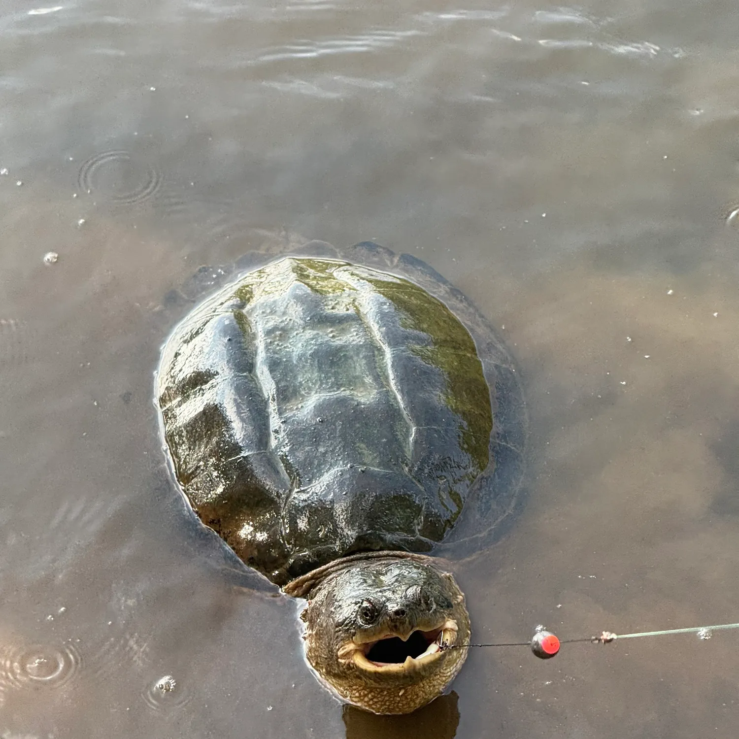 Common snapping turtle caught on Fishbrain