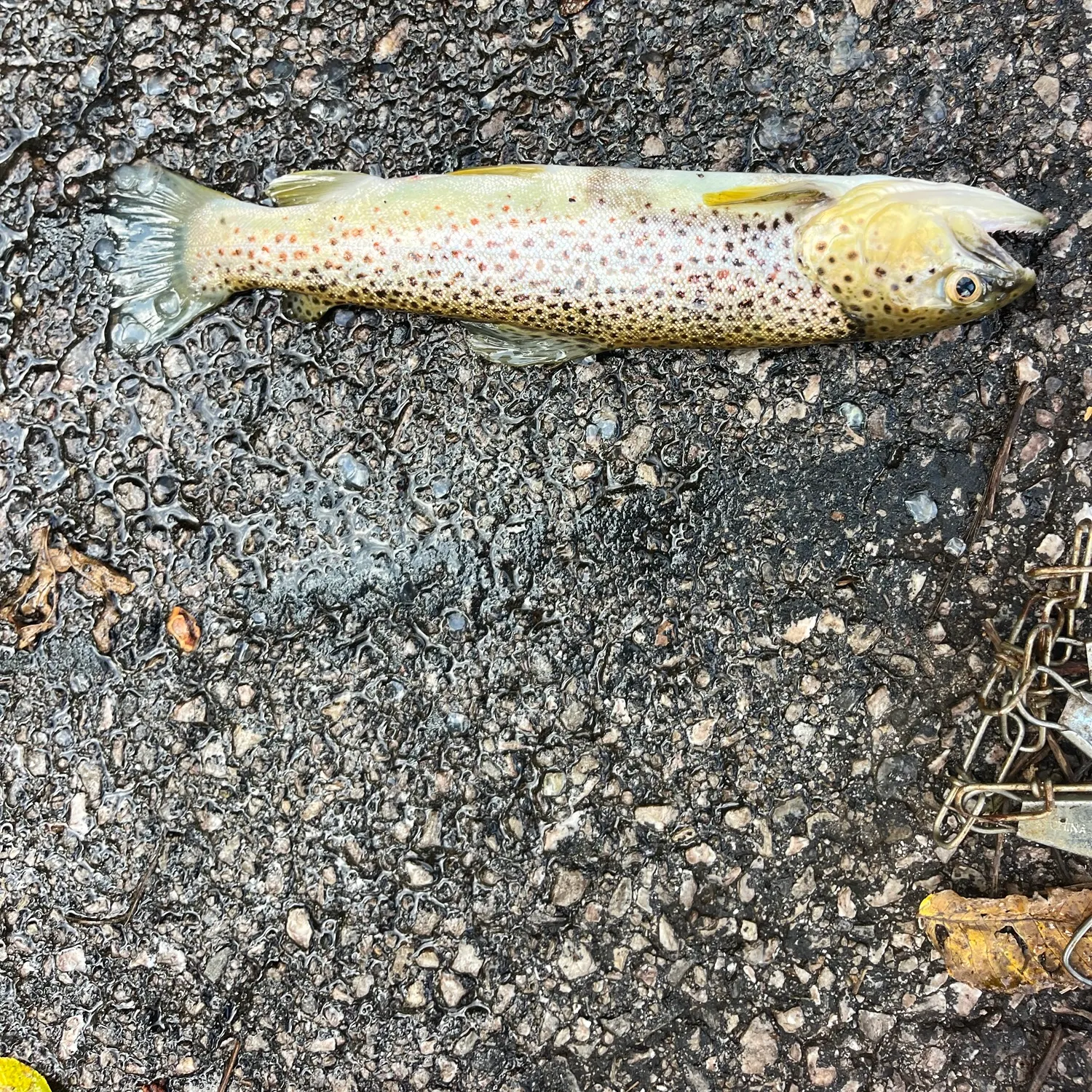 Brown trout caught on Fishbrain