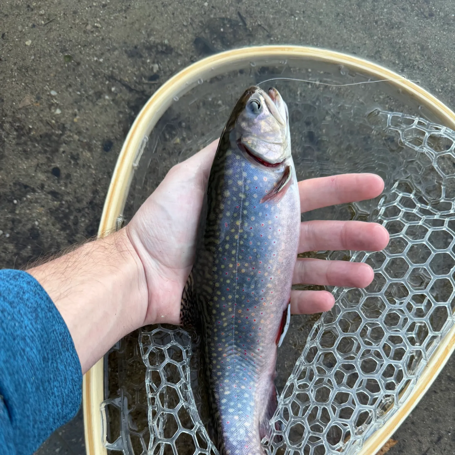 Brook trout caught on Fishbrain