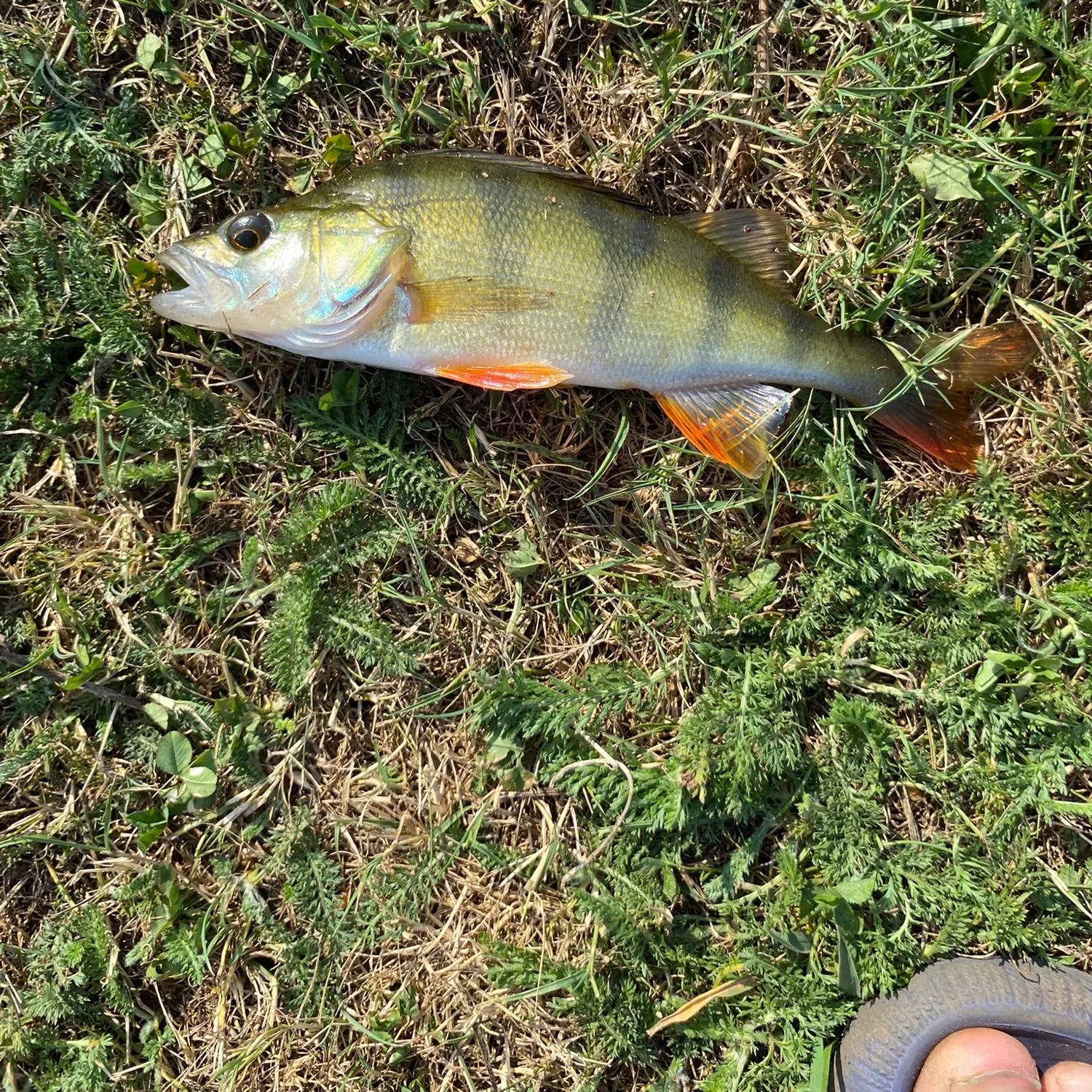 European perch caught on Fishbrain
