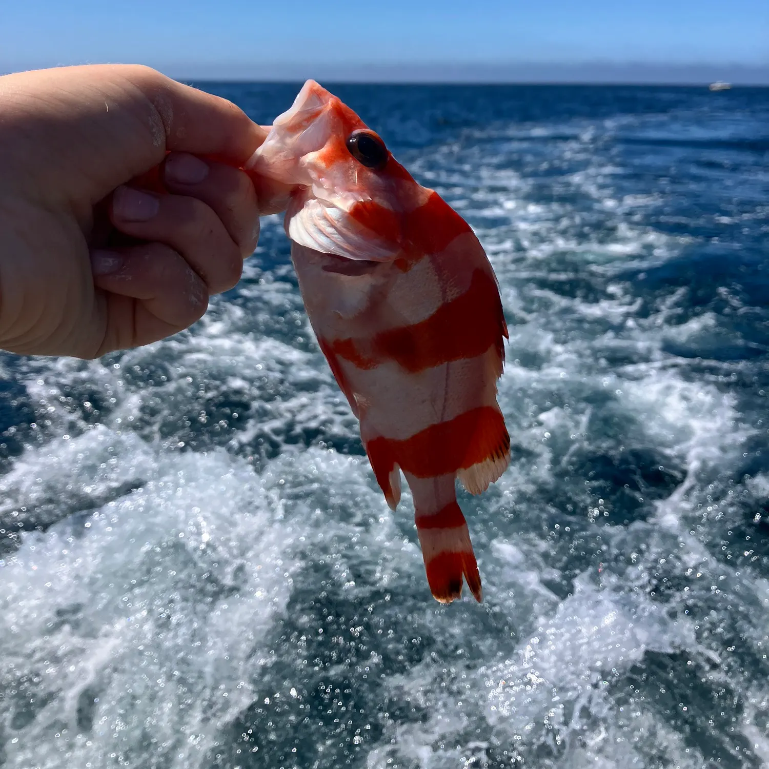 The most recent Blacktip grouper catches on Fishbrain