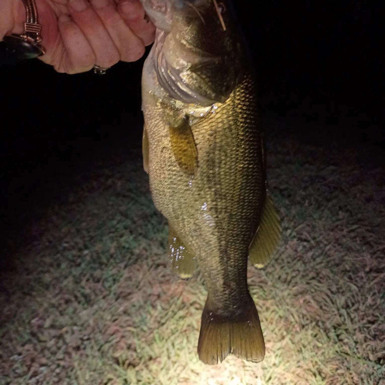 Largemouth bass caught on Fishbrain
