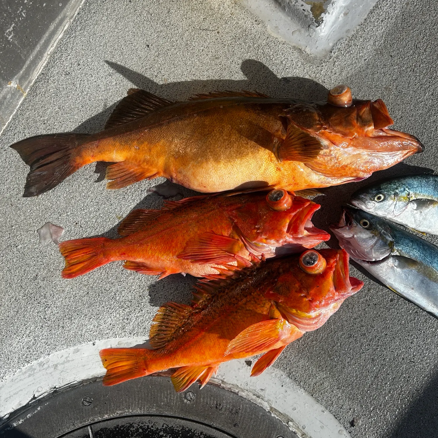 Greenspotted rockfish caught on Fishbrain