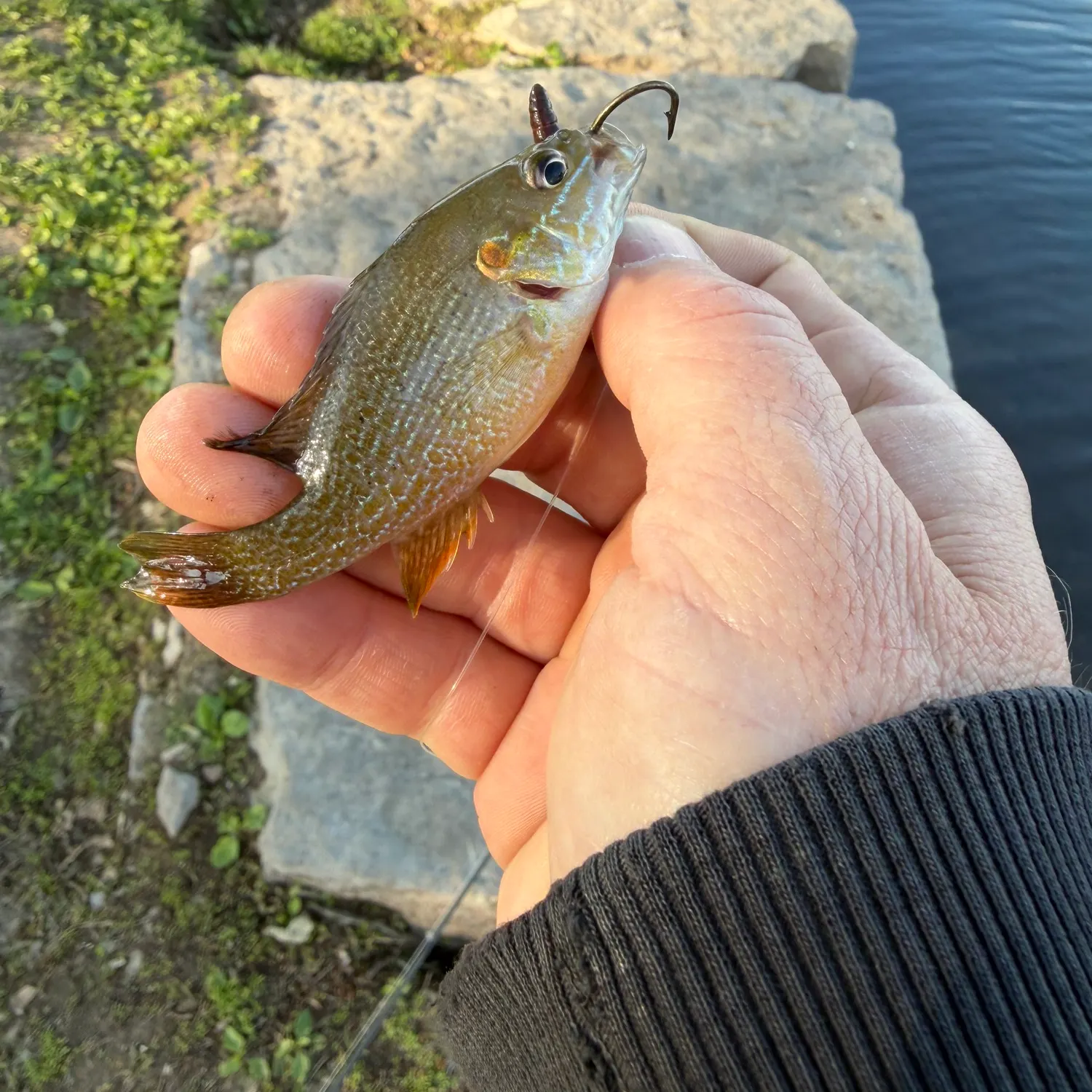 The most recent Green sunfish catches on Fishbrain