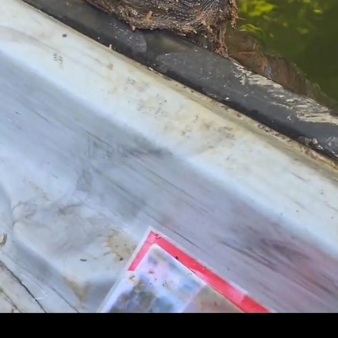 The most recent Alligator snapping turtle catches on Fishbrain