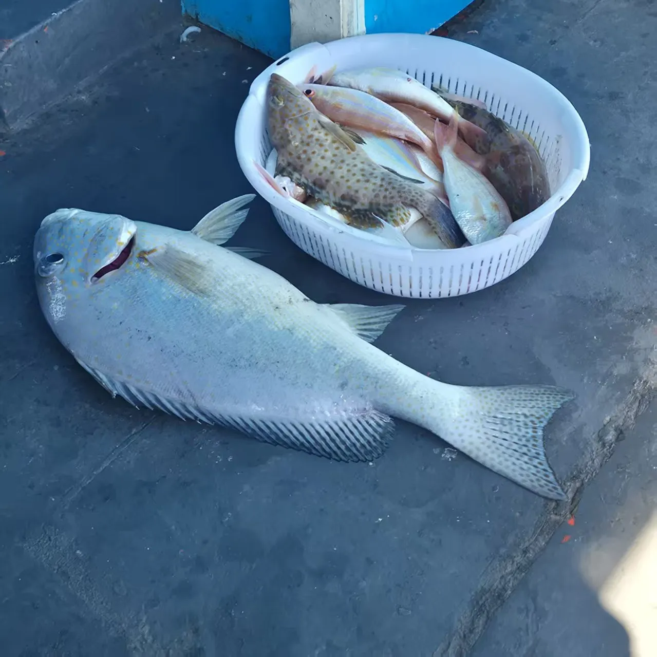The most recent Australasian snapper catches on Fishbrain