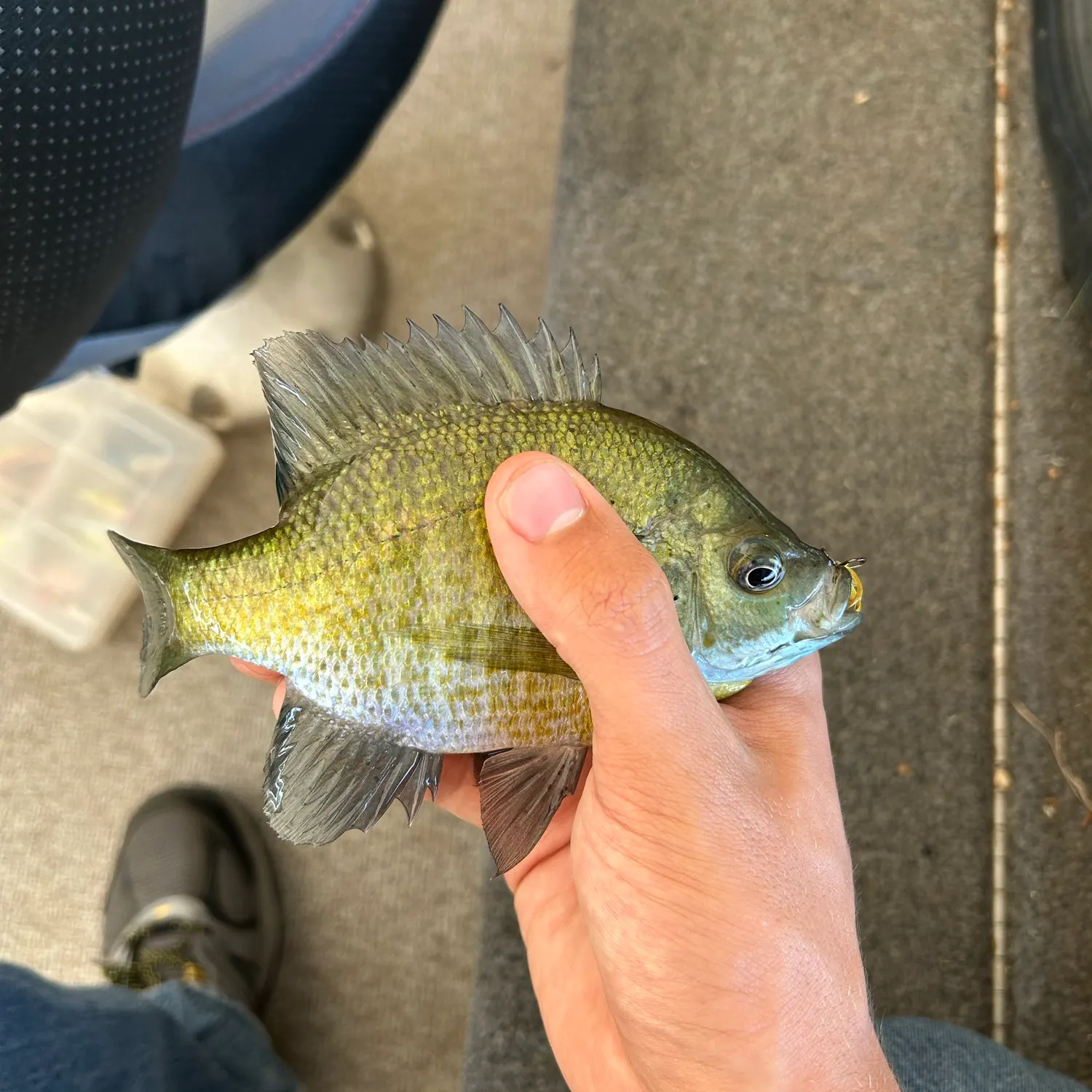 Bluegill caught on Fishbrain