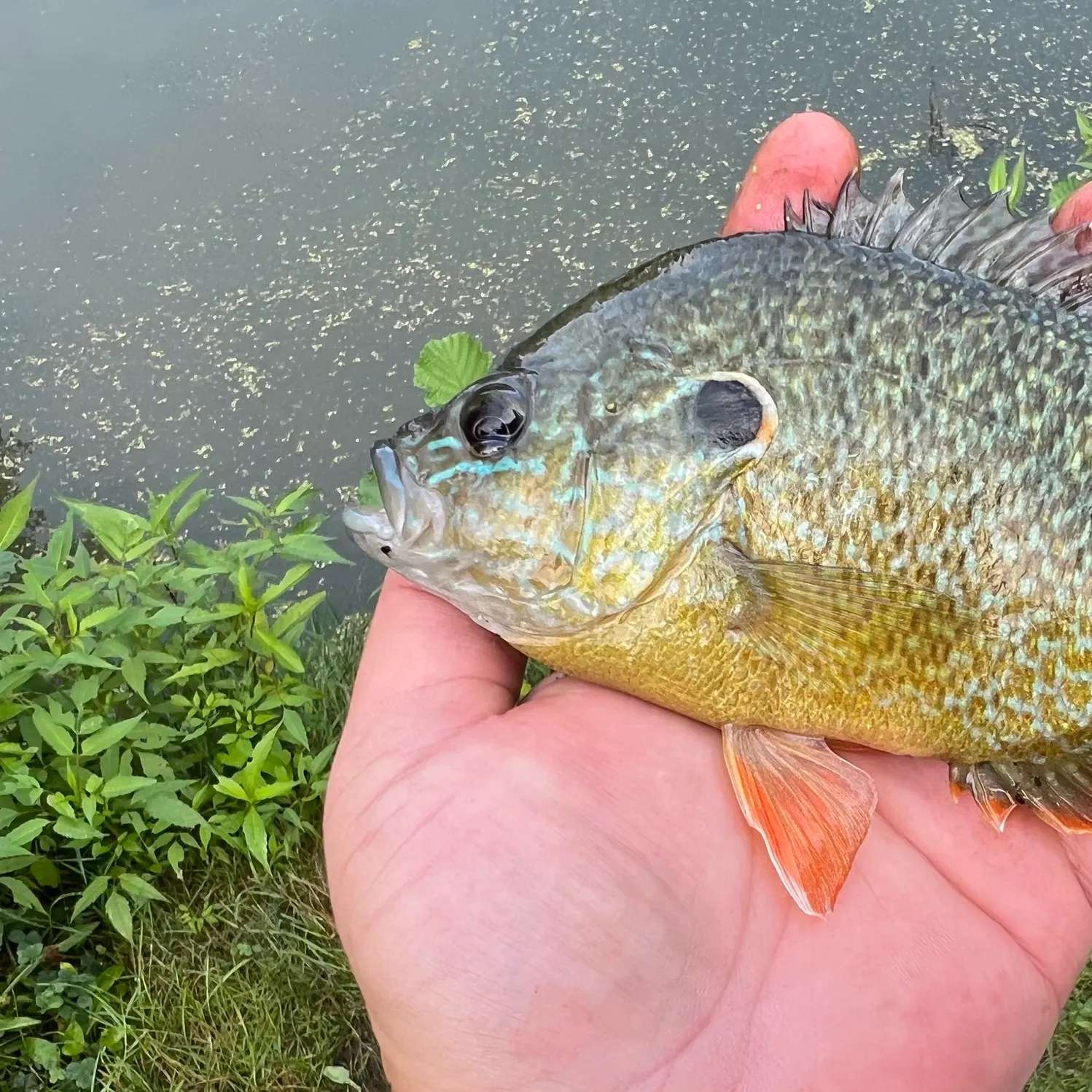 The most recent Pumpkinseed x green sunfish catches on Fishbrain