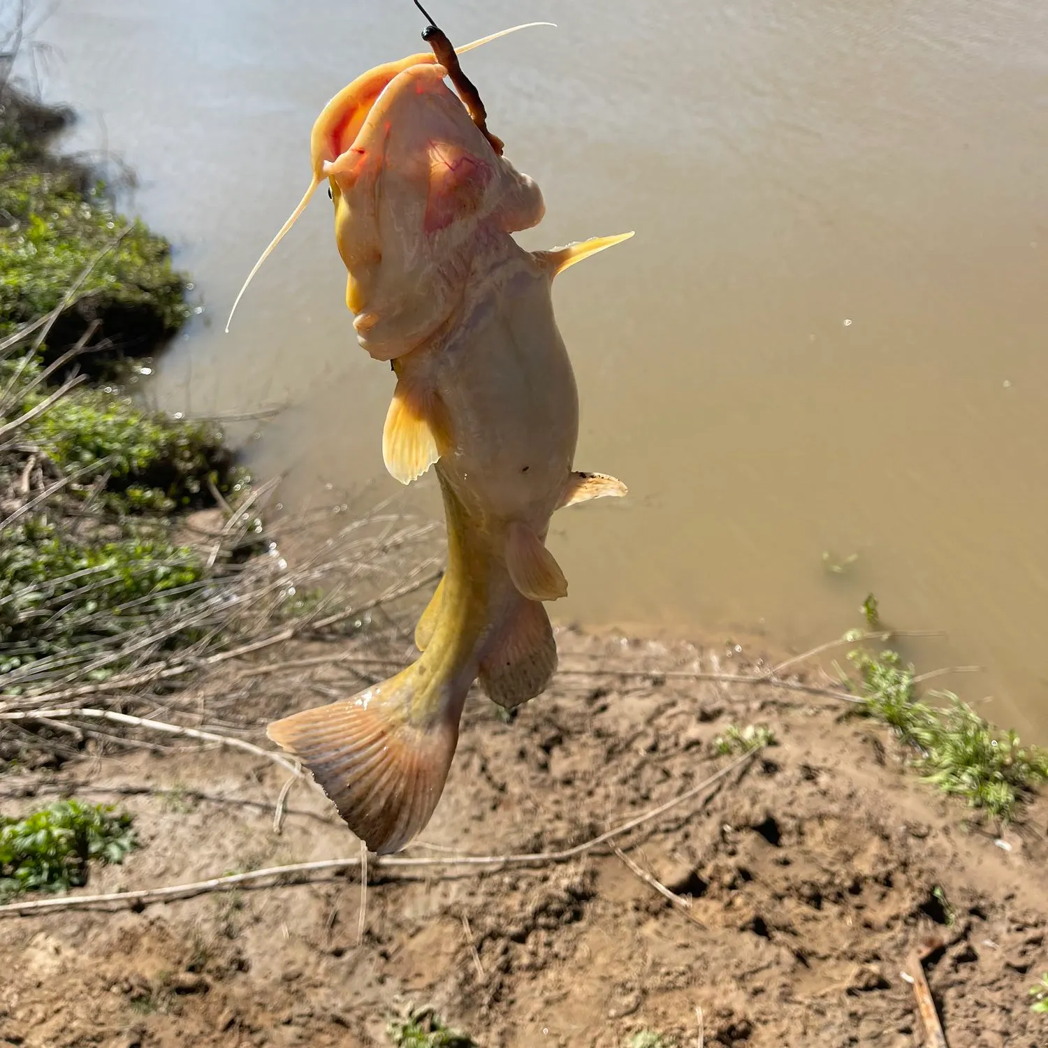 angler catch