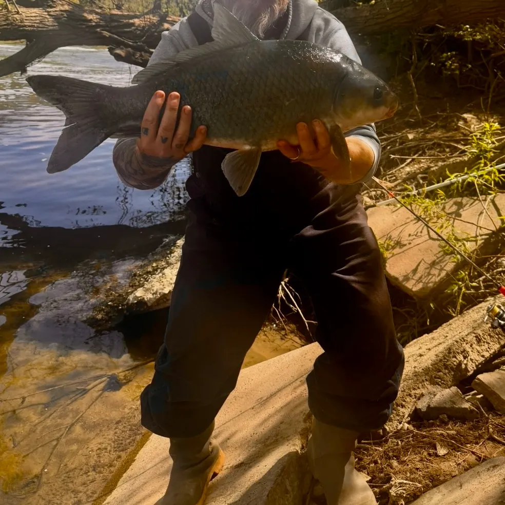 The most recent Smallmouth buffalo catches on Fishbrain