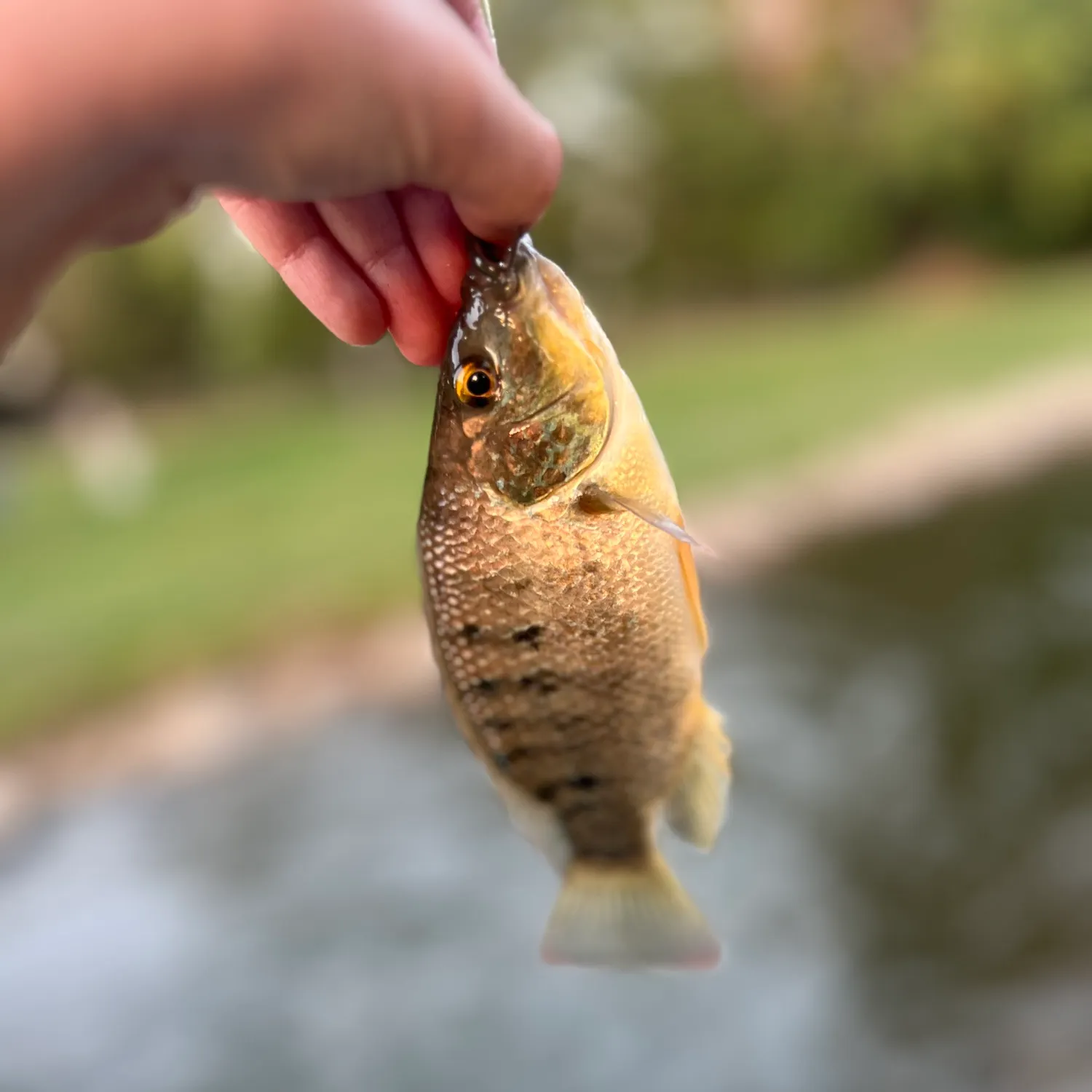 Blue tilapia caught on Fishbrain