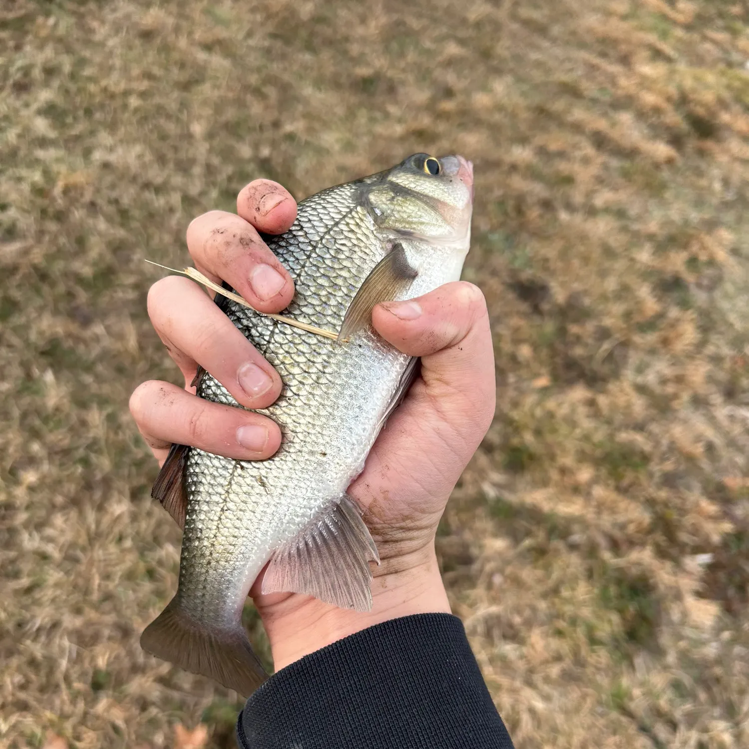 The most recent White perch catches on Fishbrain