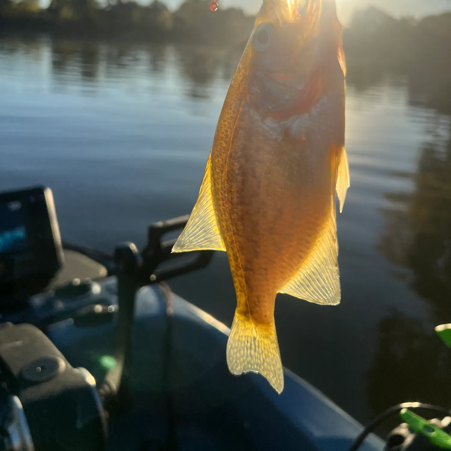 Black crappie caught on Fishbrain