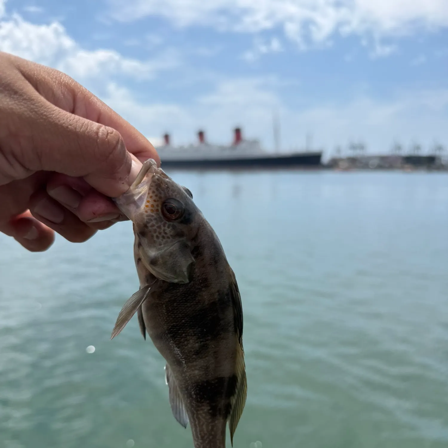 Barred sand bass caught on Fishbrain