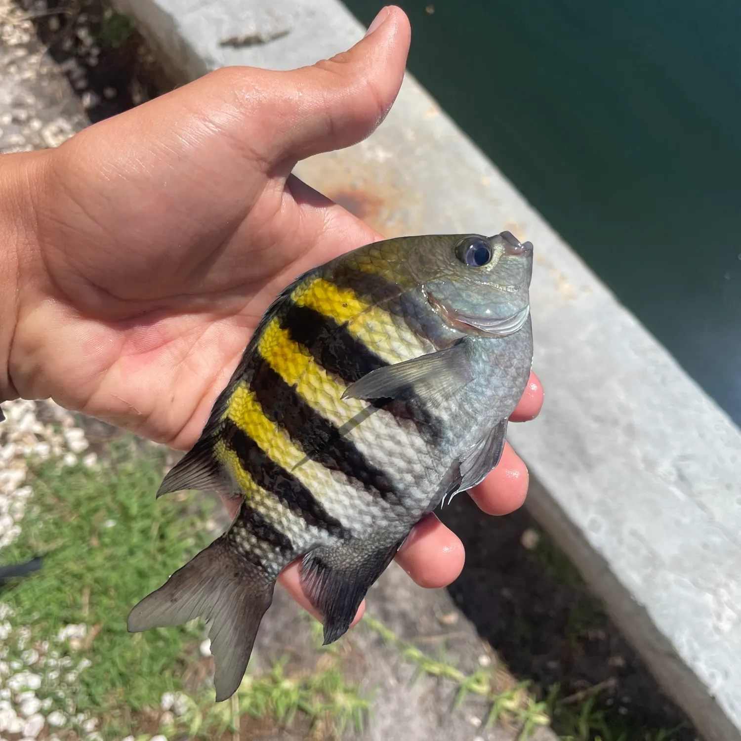 The most recent Sergeant-major catches on Fishbrain