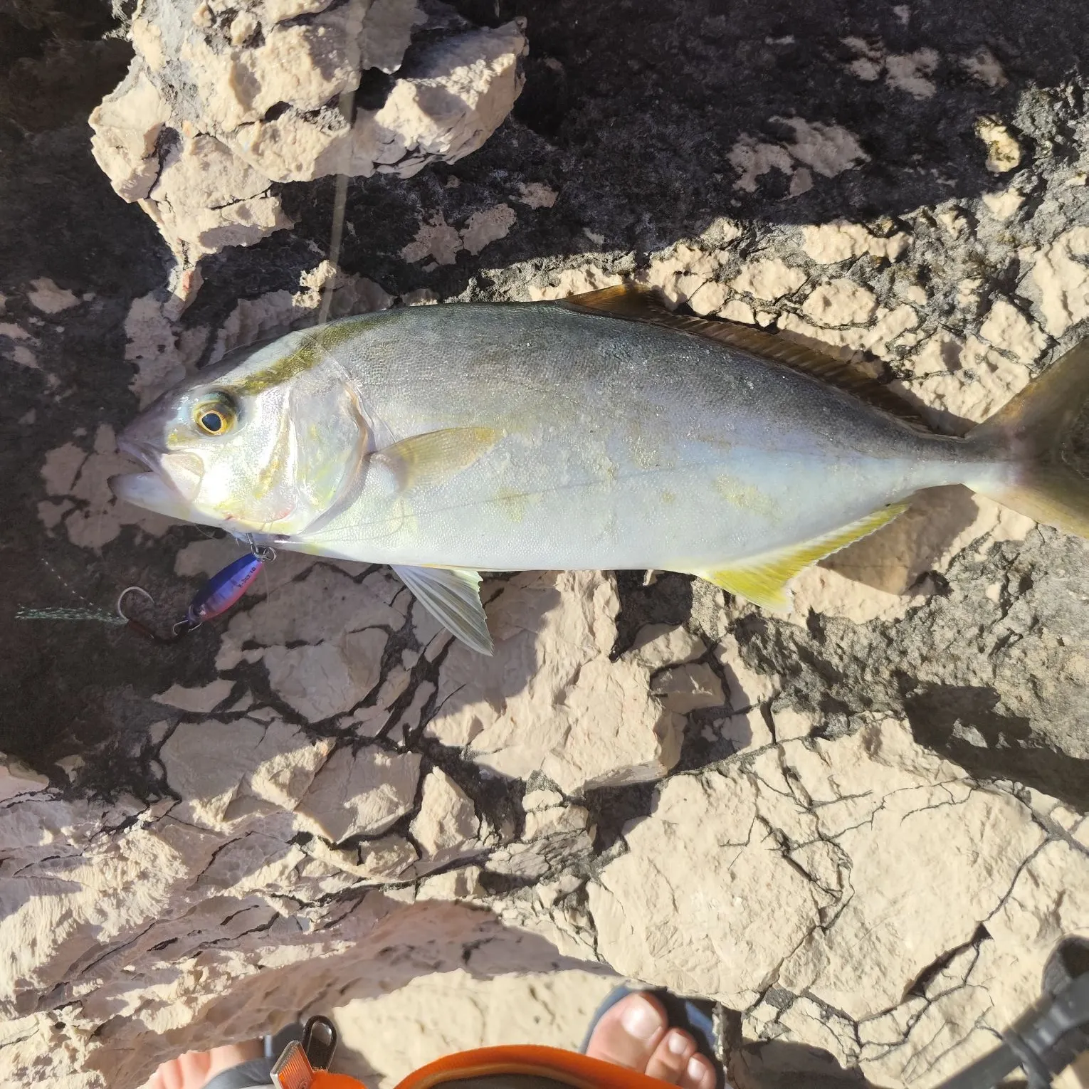 Greater amberjack caught on Fishbrain