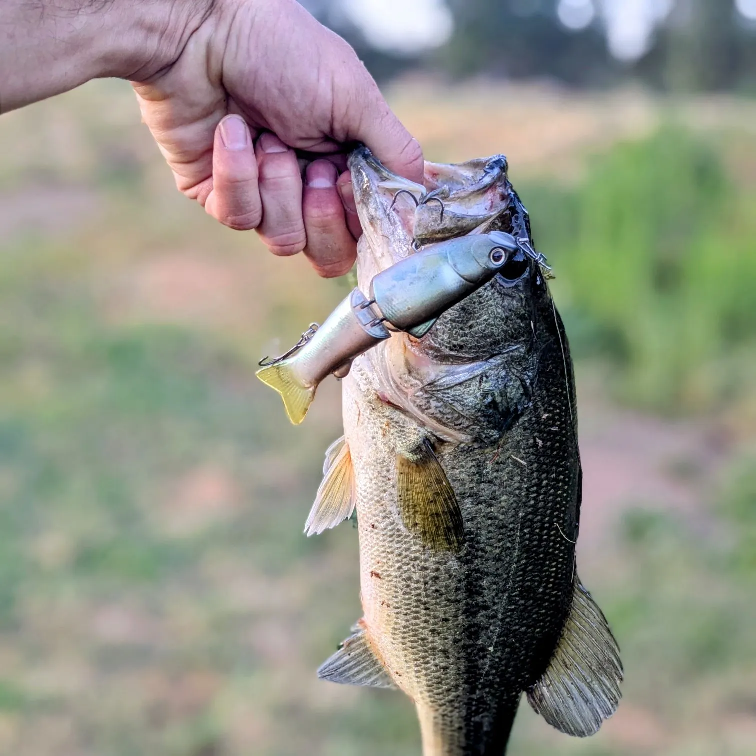 angler catch