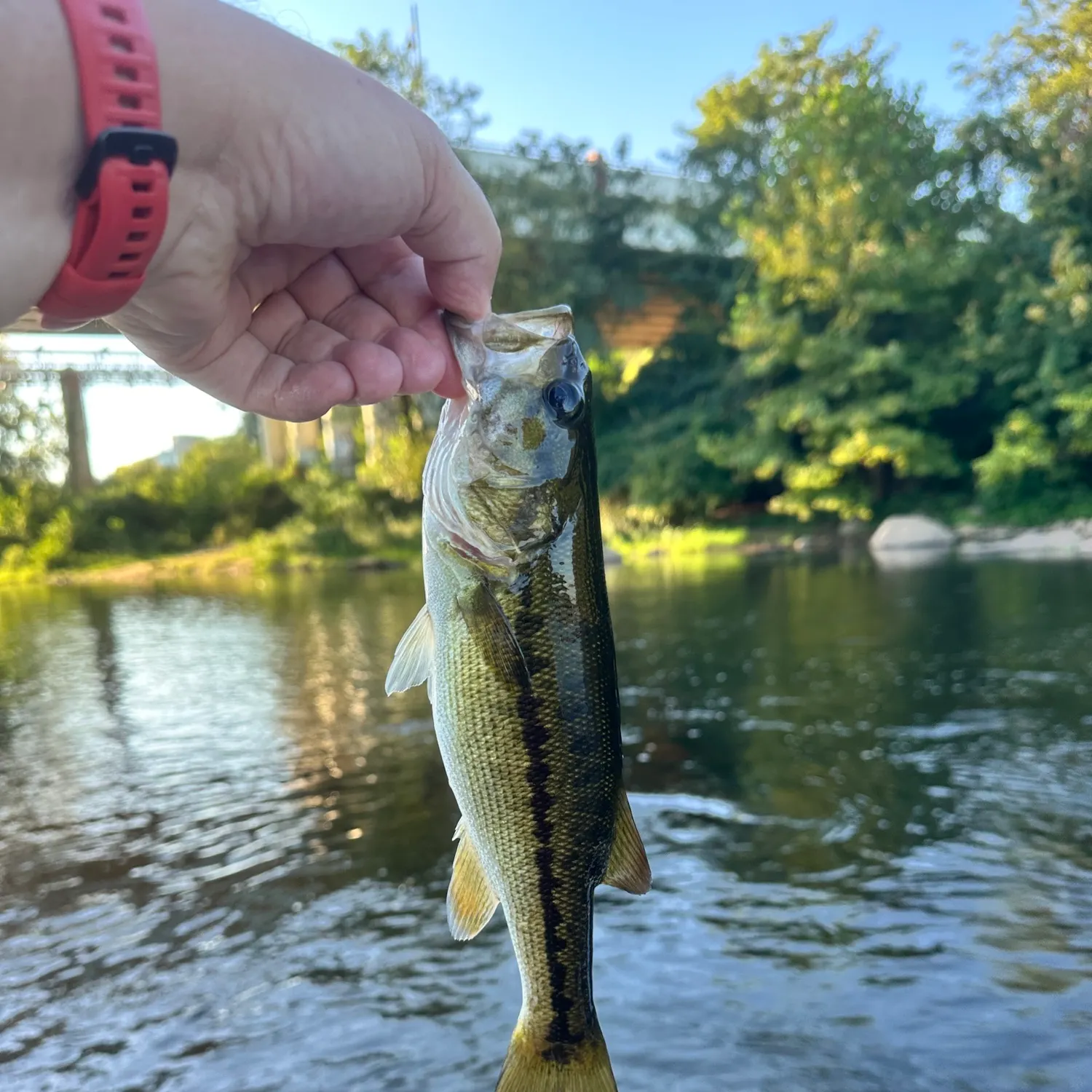 Spotted bass caught on Fishbrain