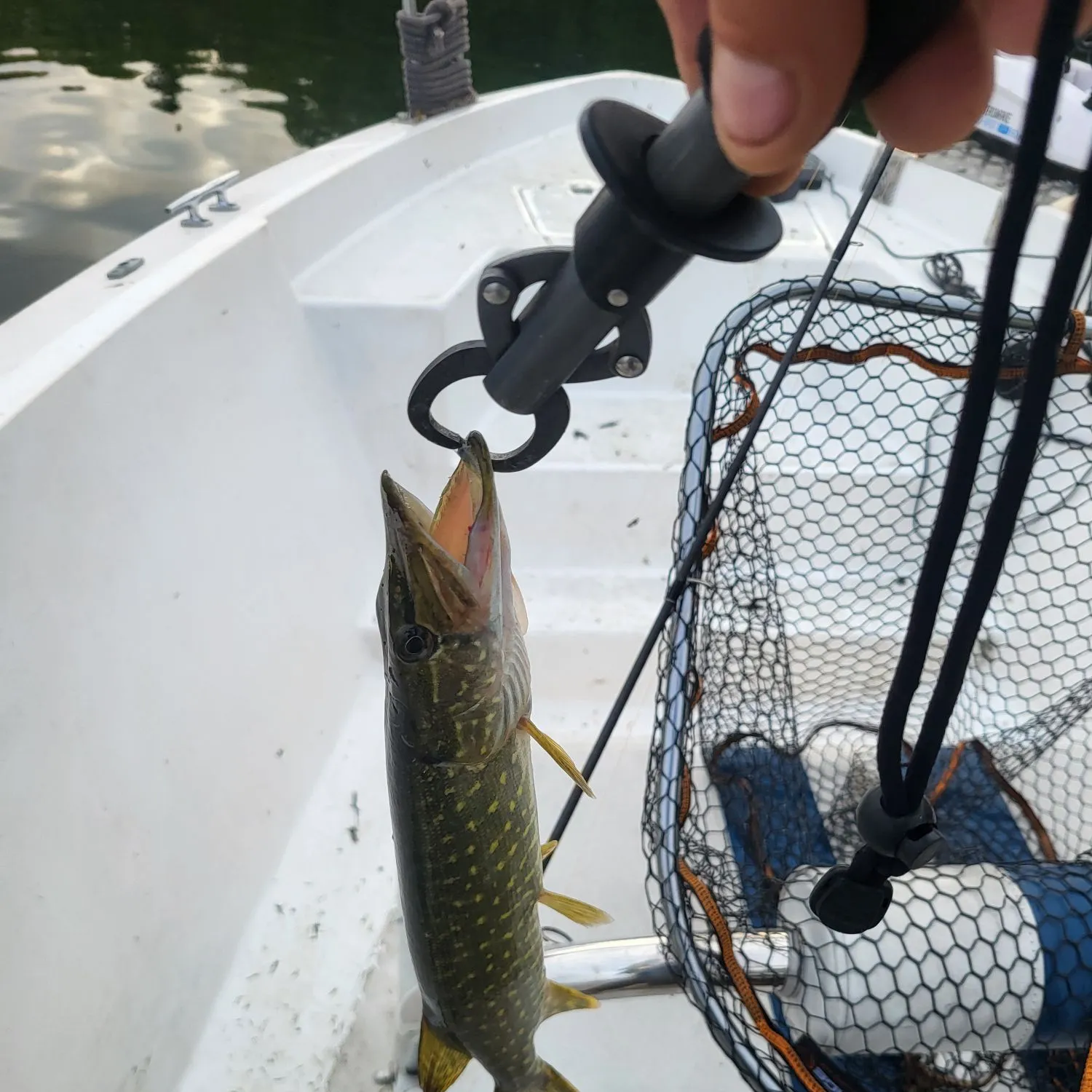 Northern pike caught on Fishbrain