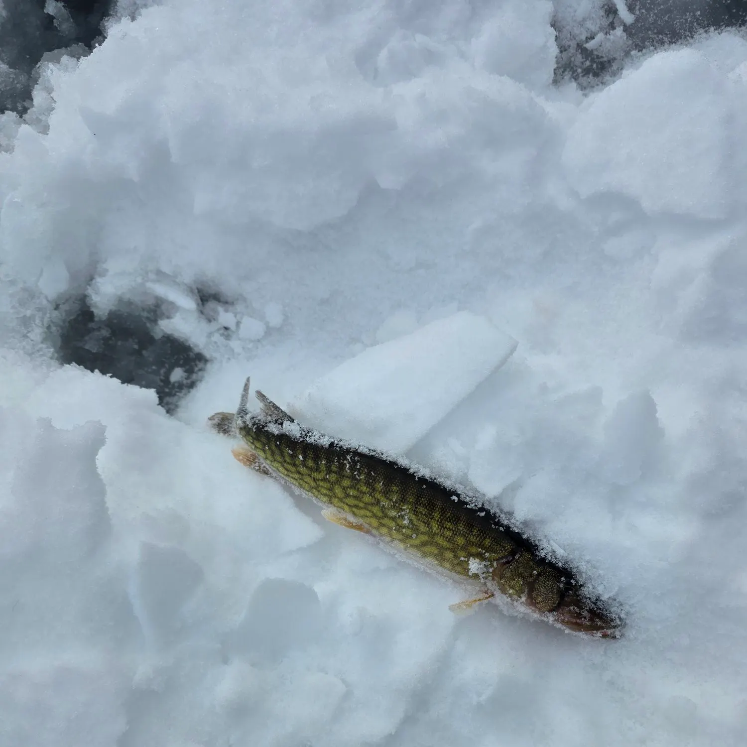 The most recent Chain pickerel catches on Fishbrain