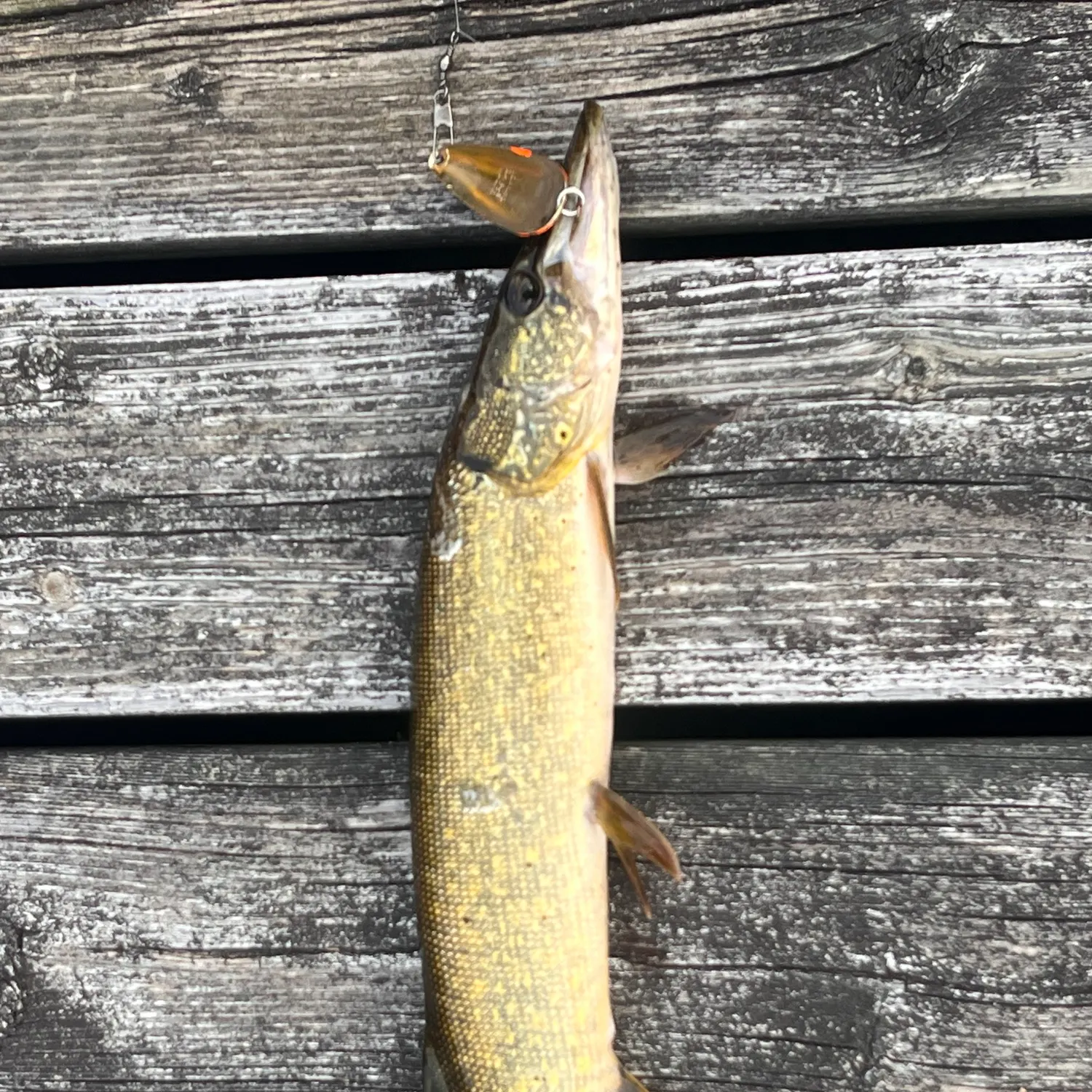 Northern pike caught on Fishbrain