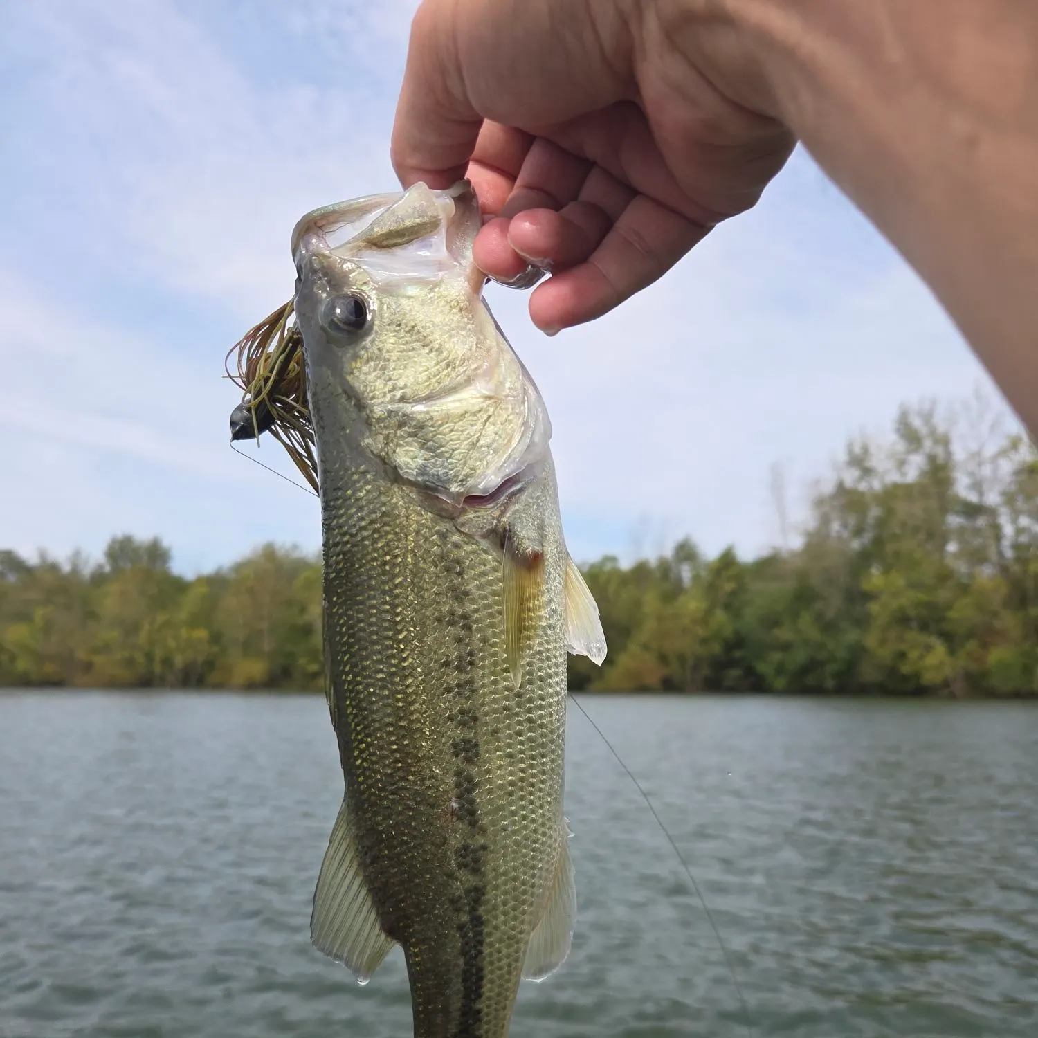 Largemouth bass caught on Fishbrain