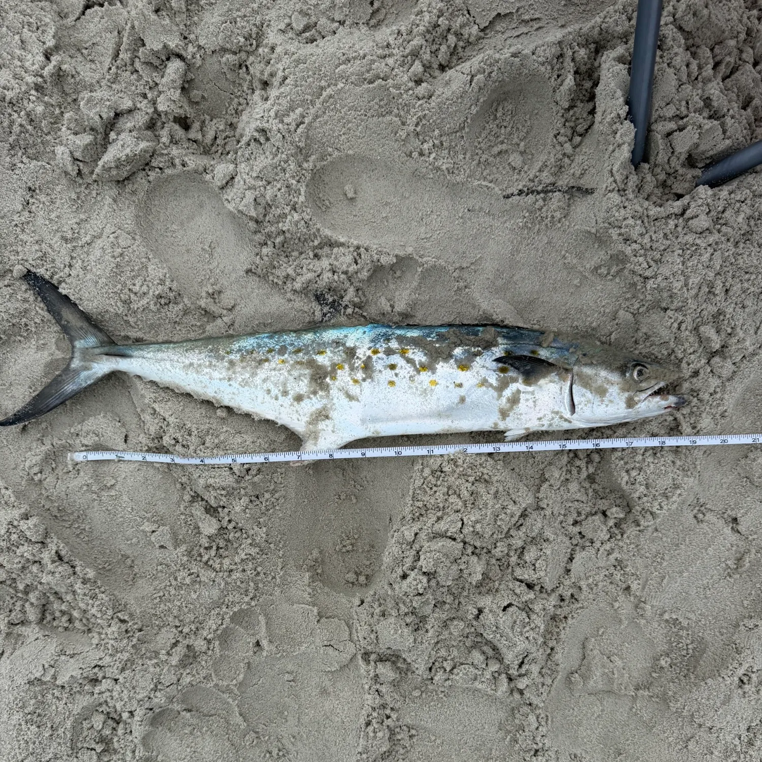 Spanish mackerel caught on Fishbrain