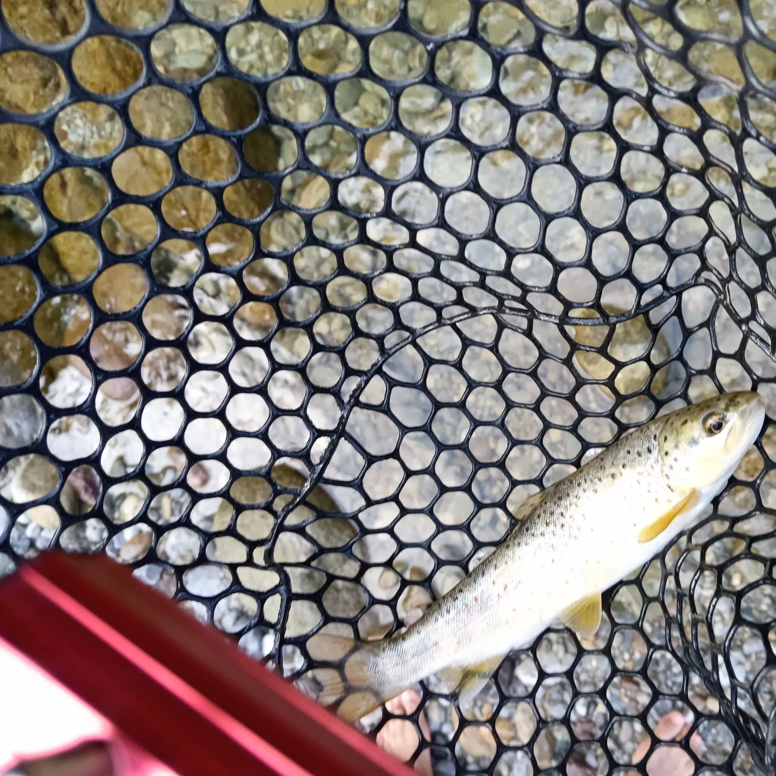 Brown trout caught on Fishbrain