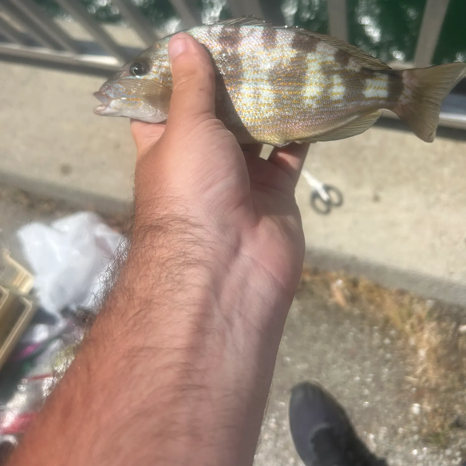 most liked catch image