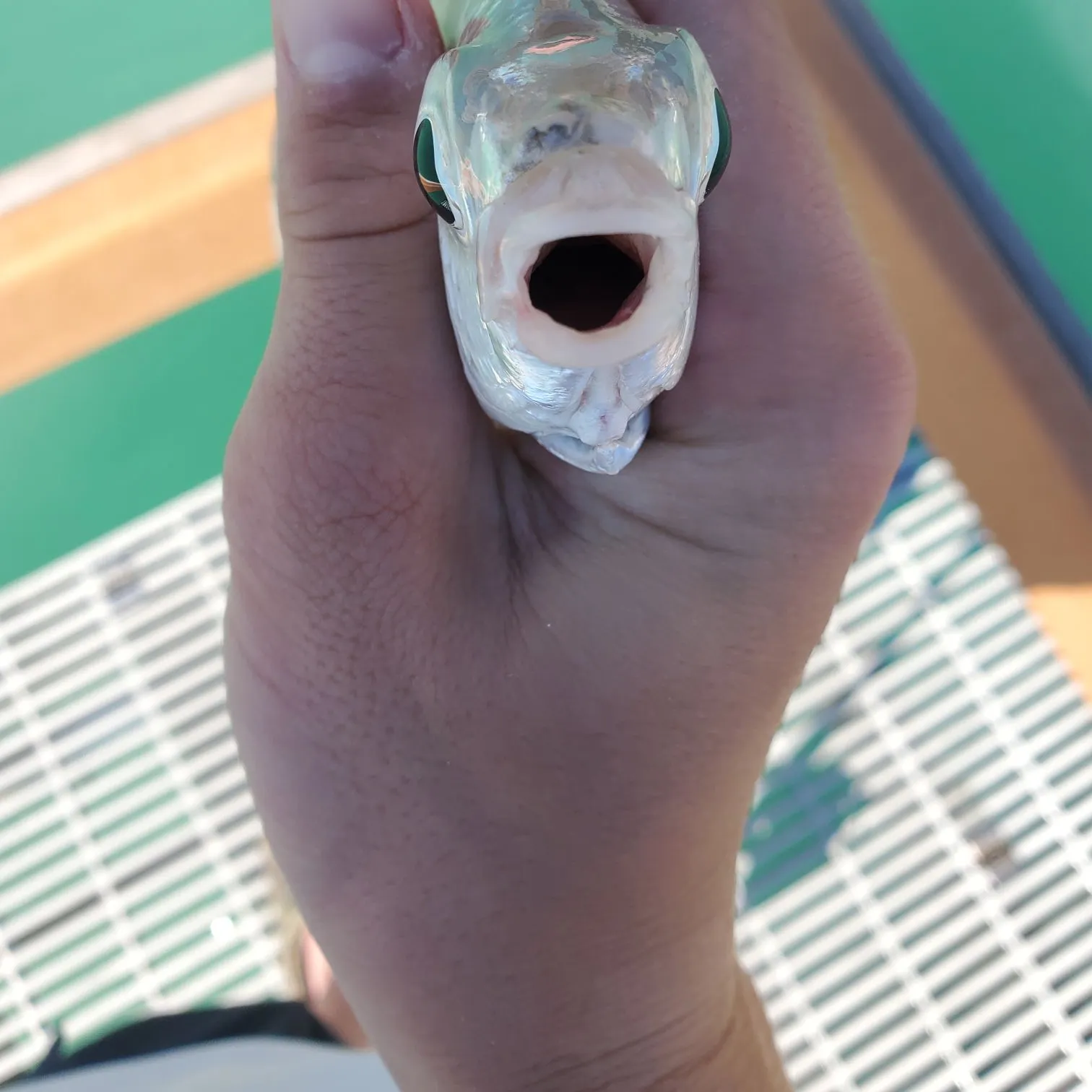 The most recent Yellowfin mojarra catches on Fishbrain