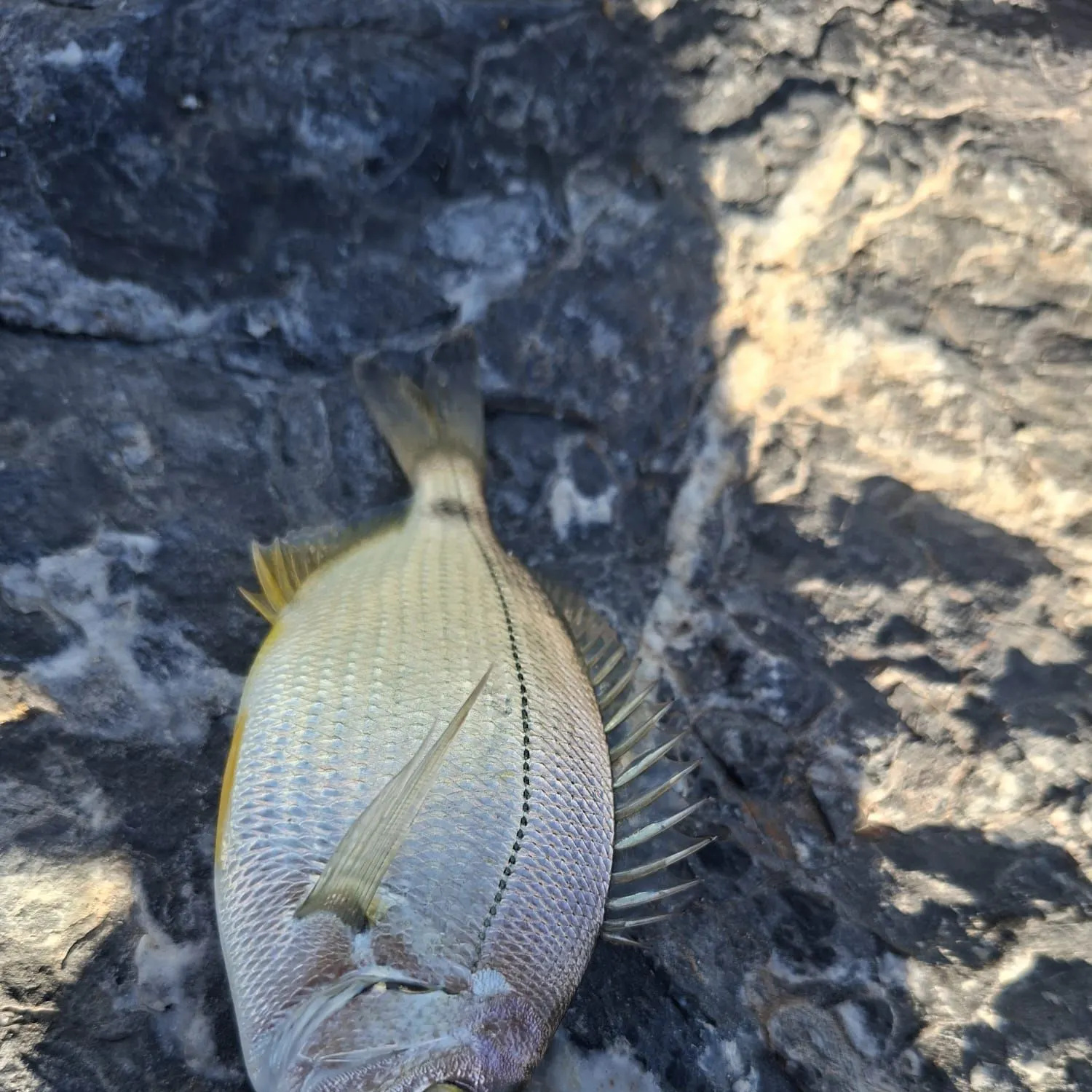 The most recent Sharpsnout seabream catches on Fishbrain