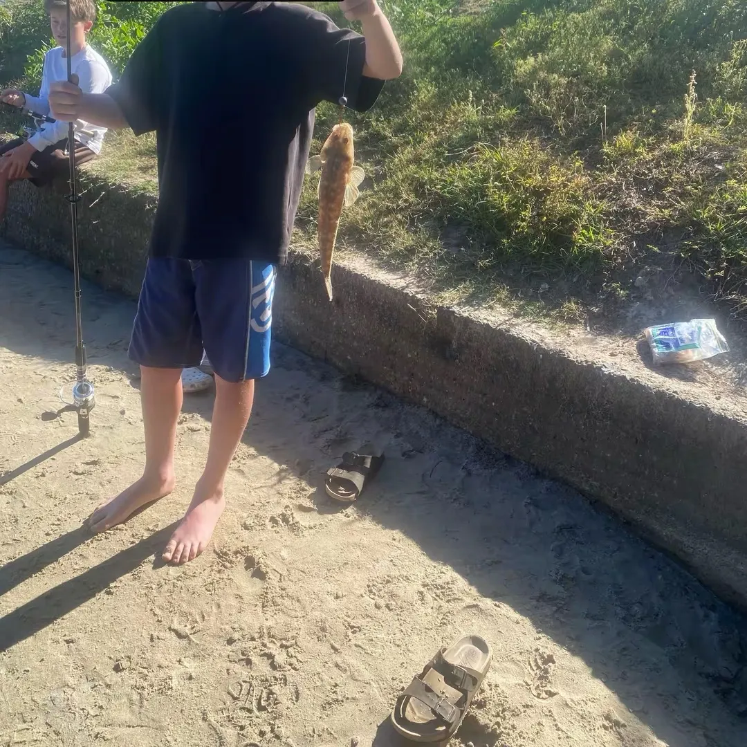 Dusky flathead caught on Fishbrain