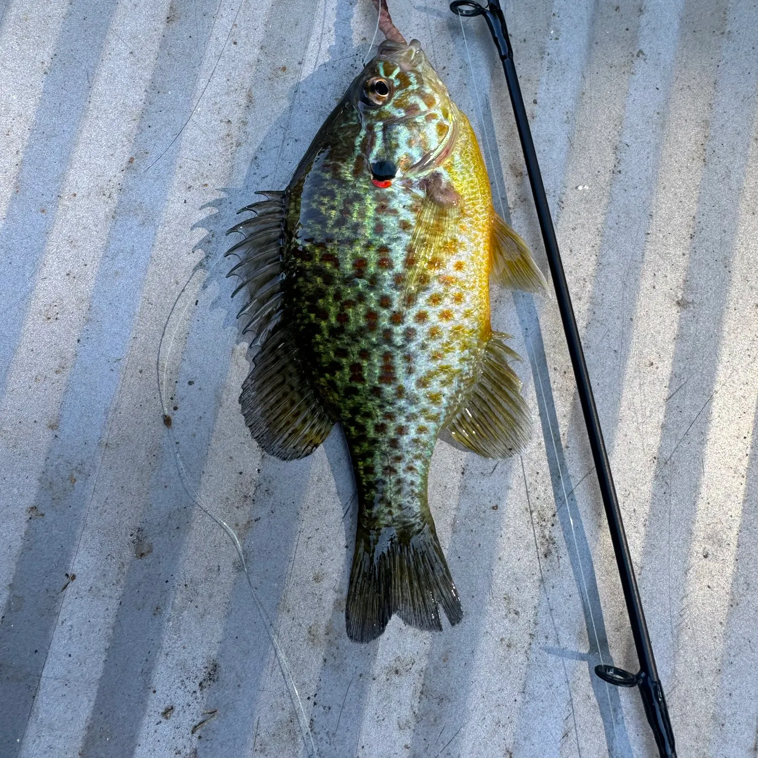 Pumpkinseed caught on Fishbrain