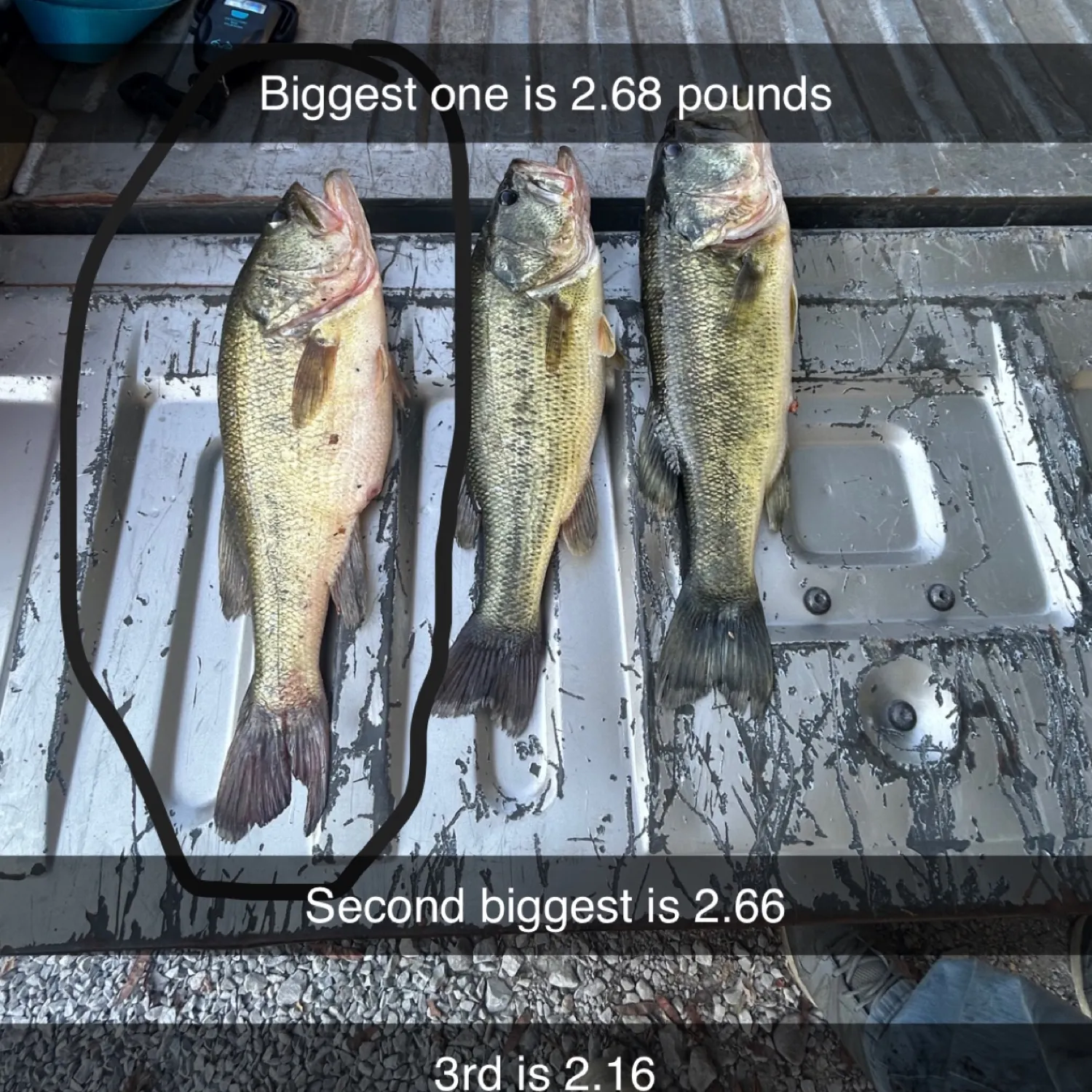 recently logged catches