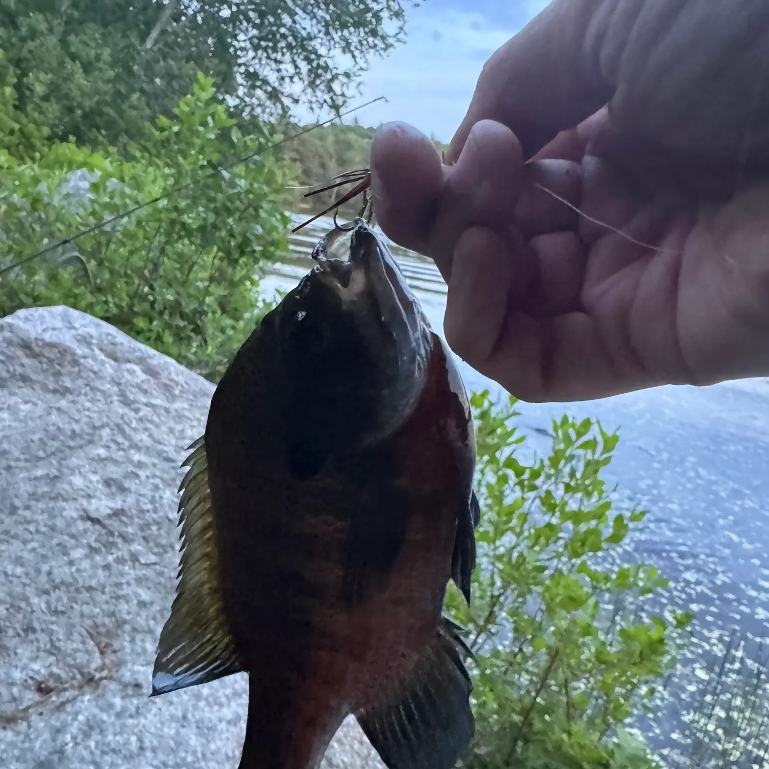 recently logged catches