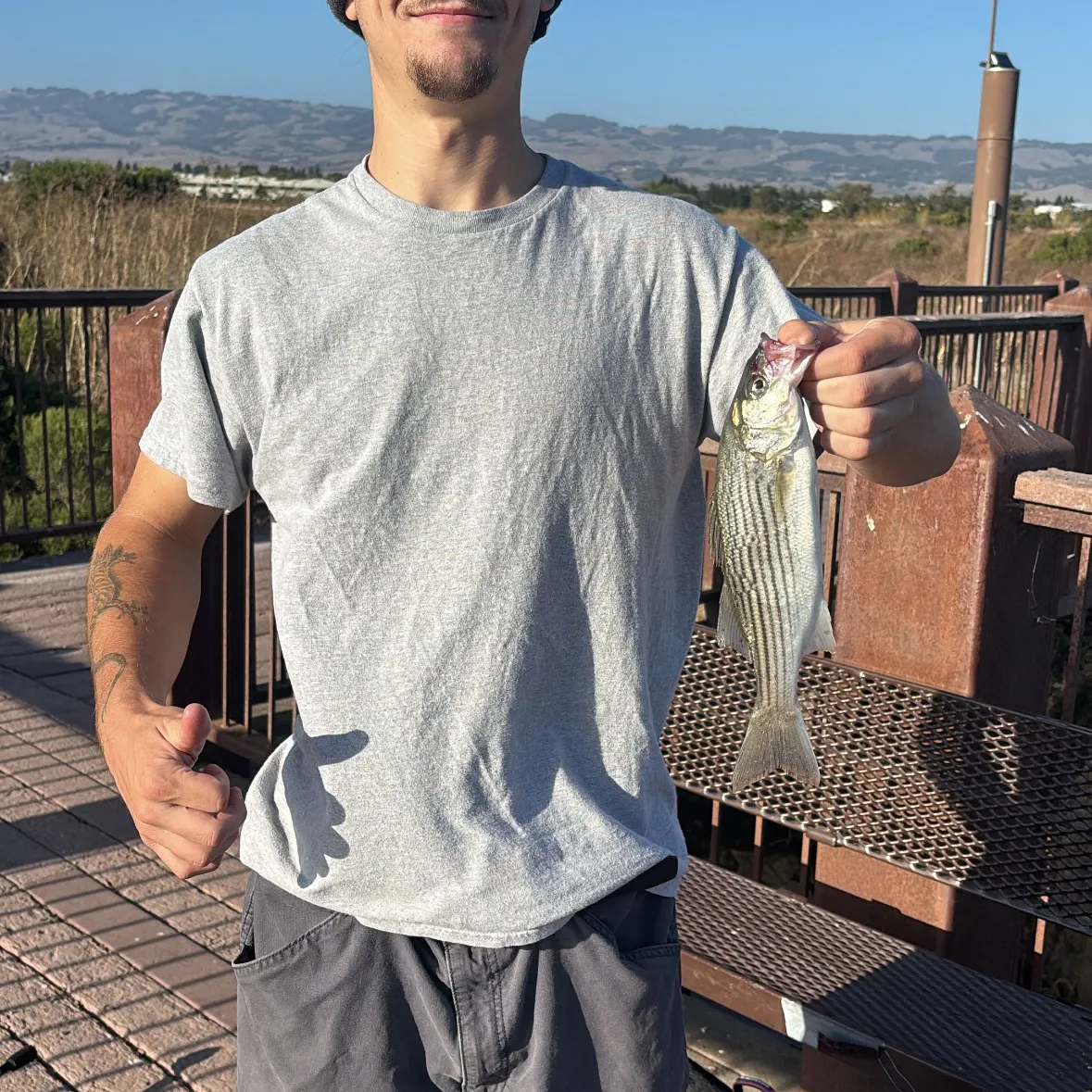 Striped bass caught on Fishbrain