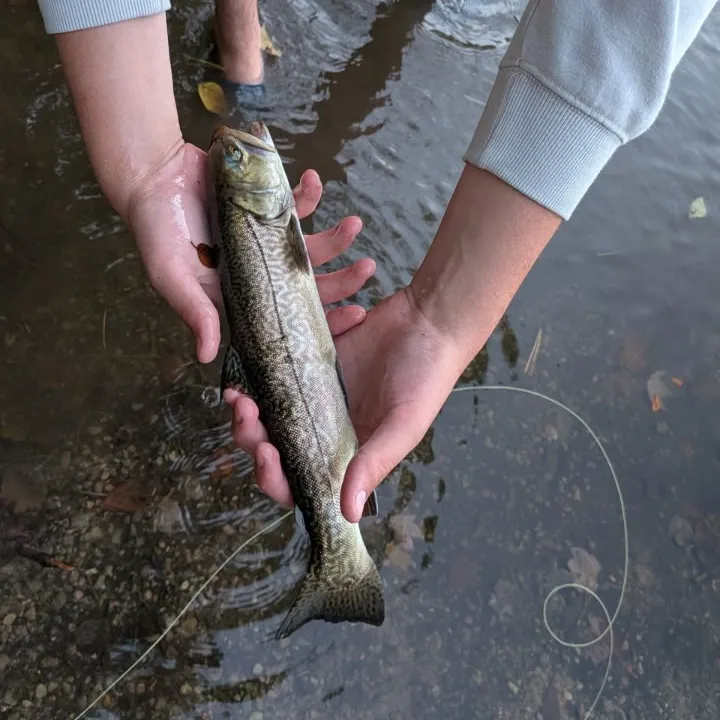 Tiger trout caught on Fishbrain