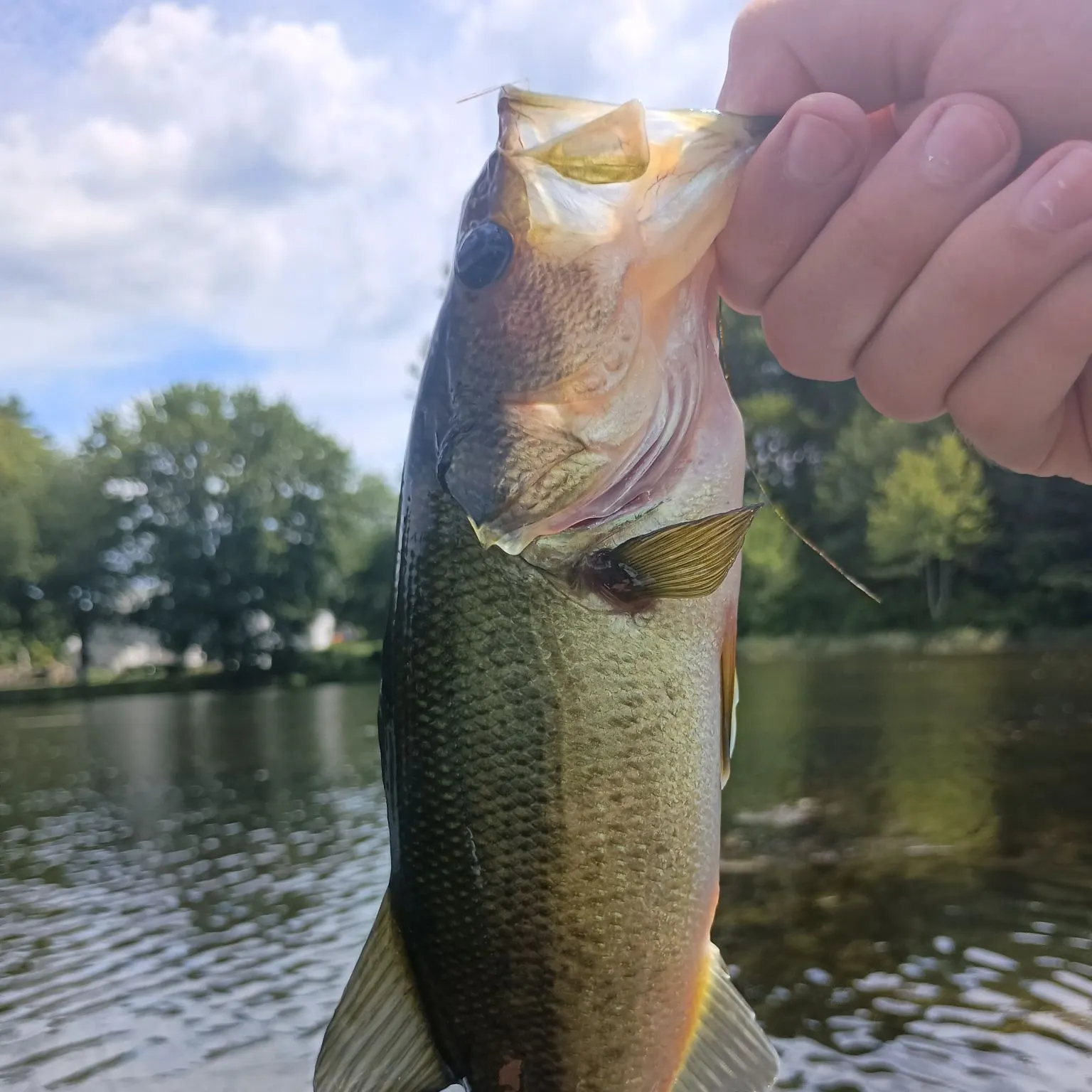 Largemouth bass caught on Fishbrain