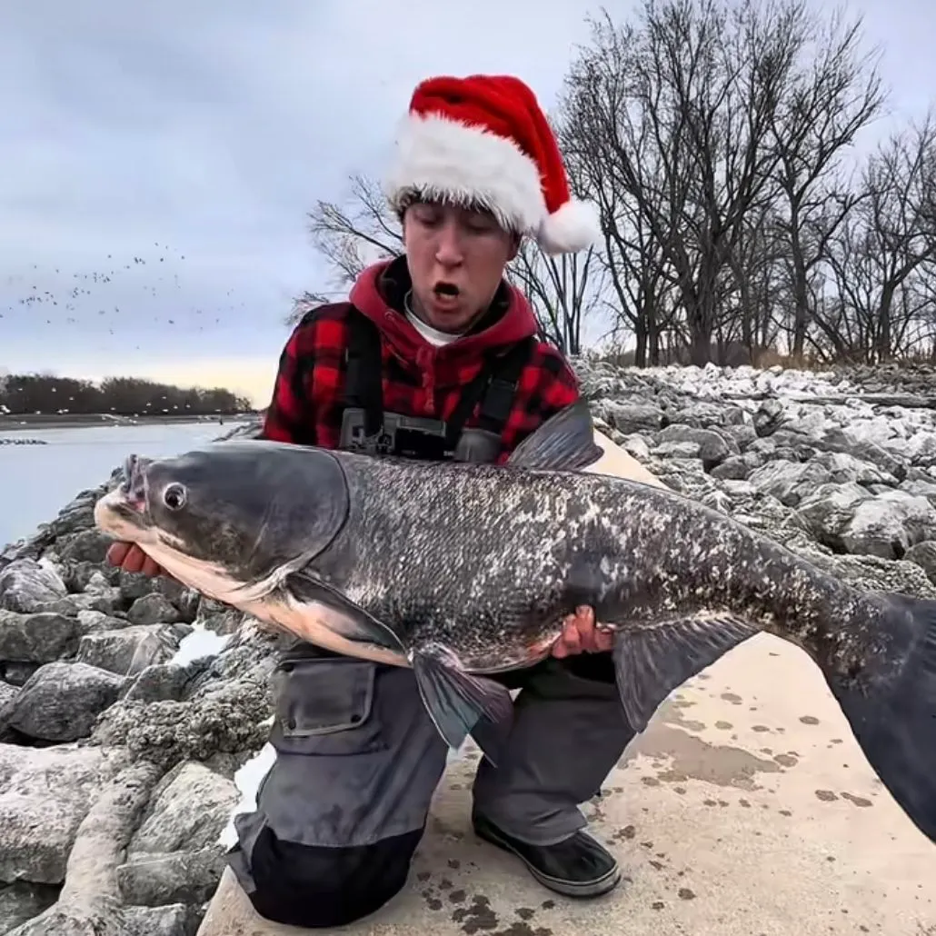 The most recent Bighead carp catches on Fishbrain