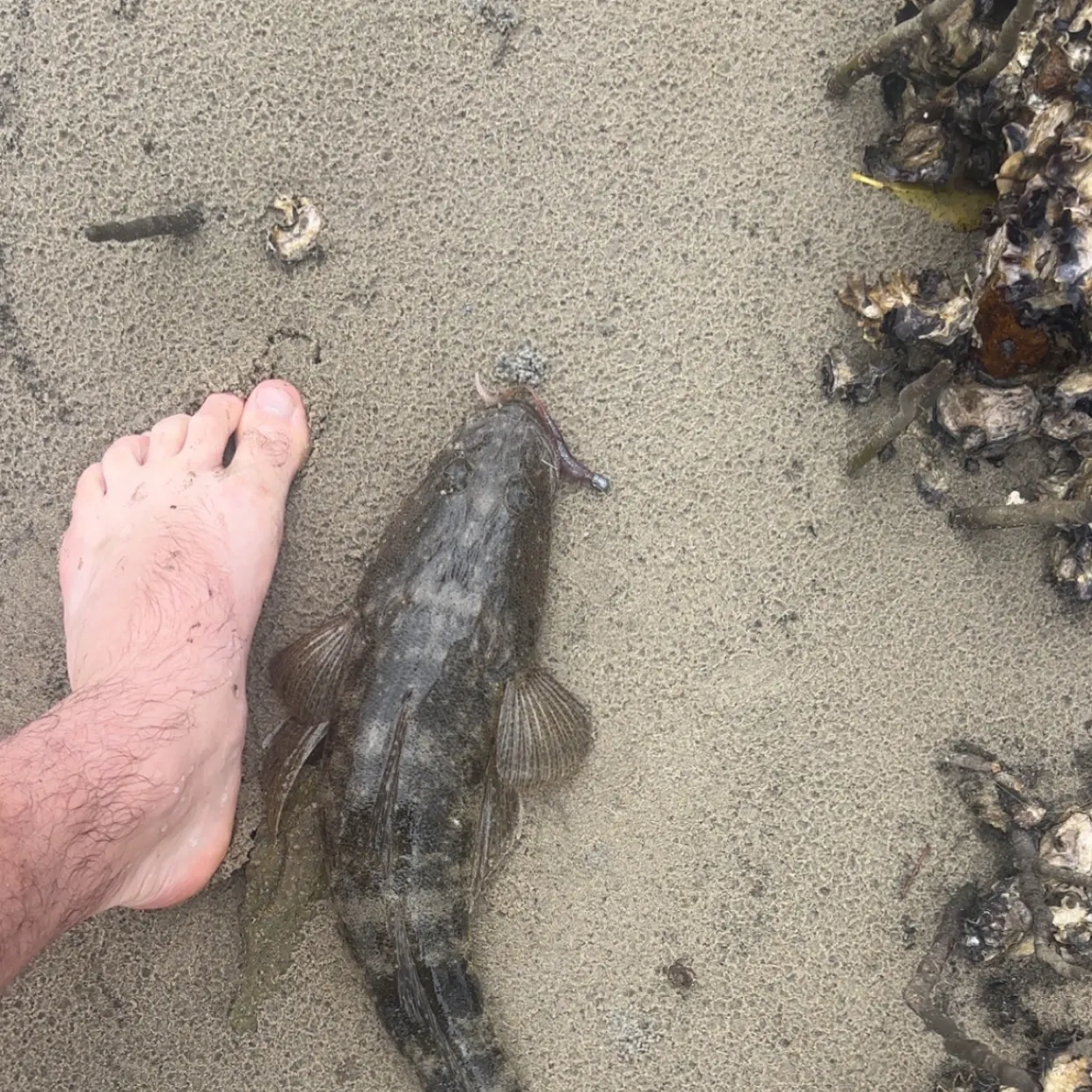 Dusky flathead caught on Fishbrain